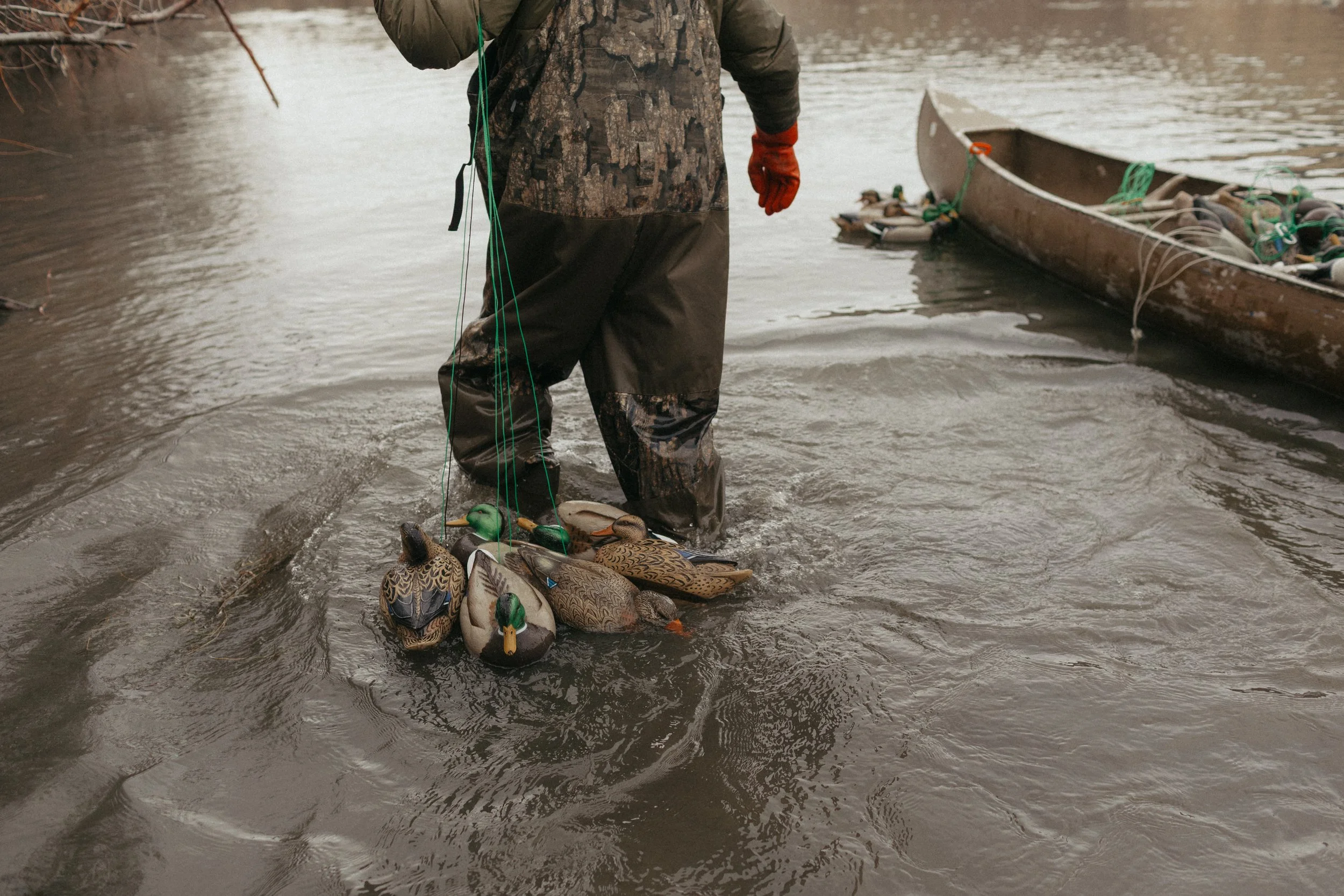 Person wearing waders collecting dead ducks from a body of water near a boat.