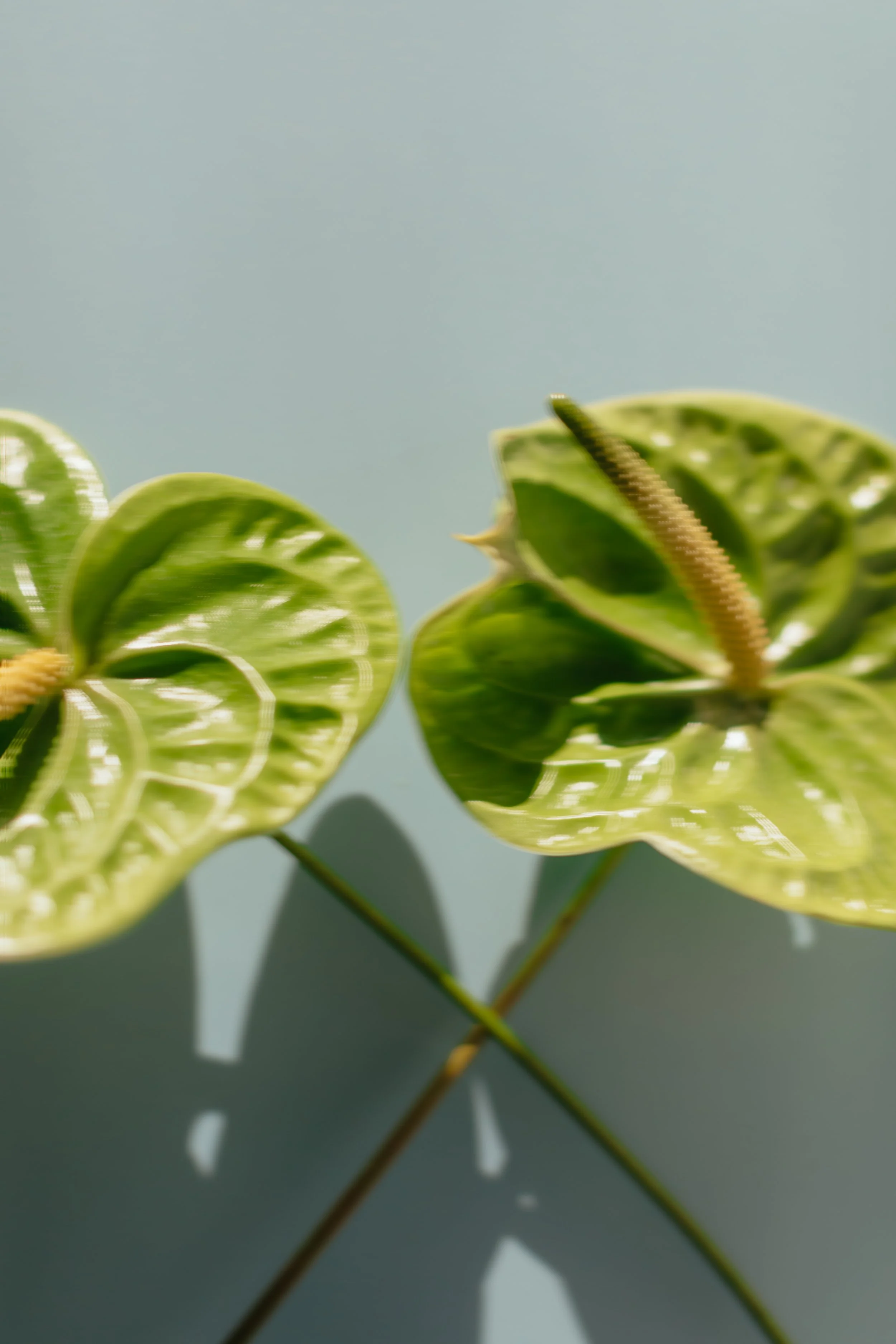 tropical green flowers