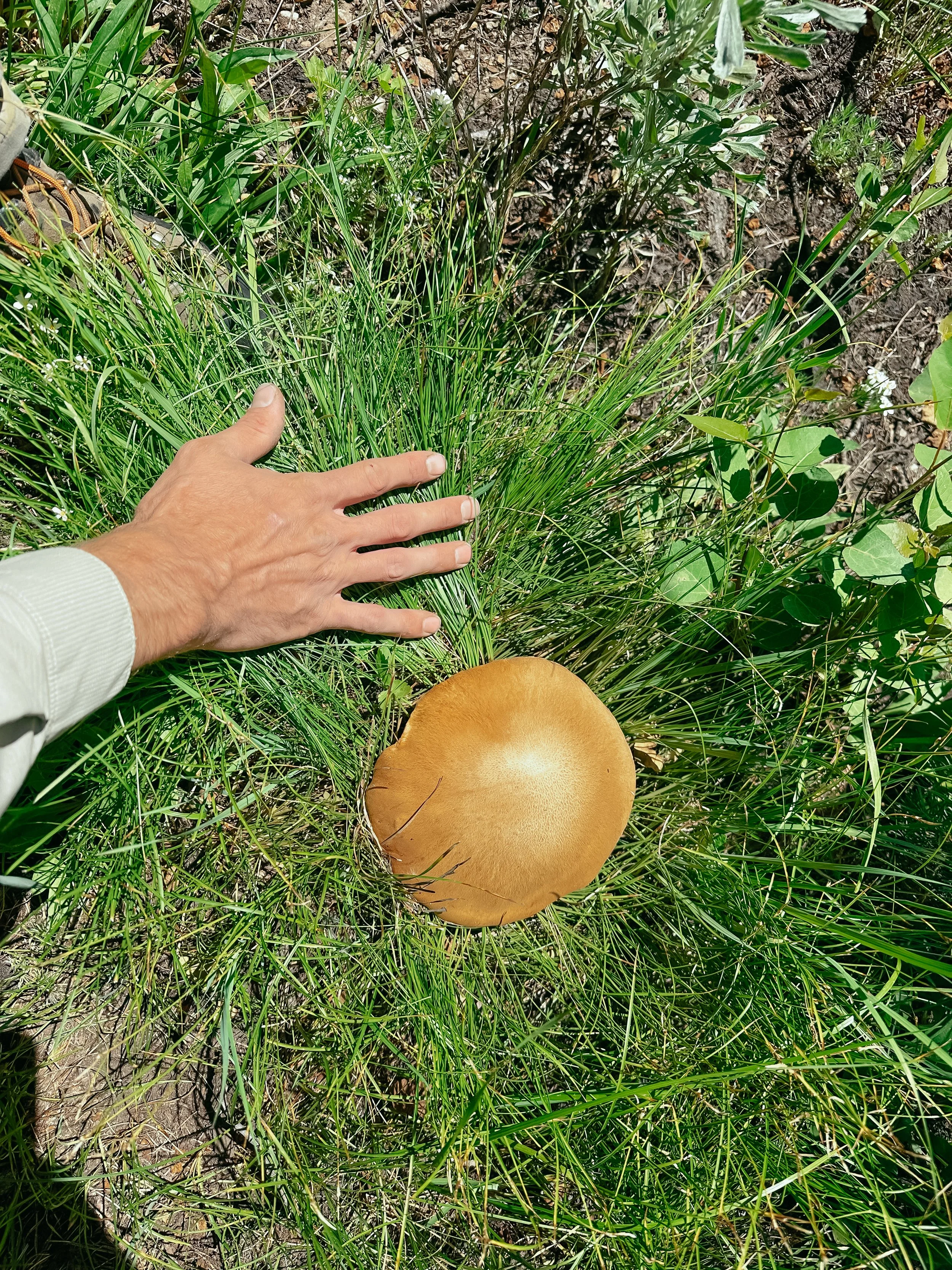 A large brown mushroom growing among green grass and plants, with a person's hand reaching toward it.