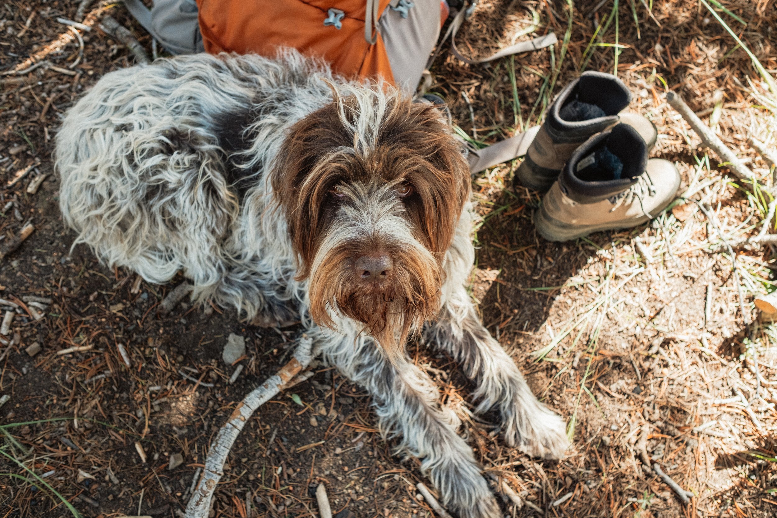 A dog lying on the ground in a forest, next to a pair of hiking boots and a backpack.