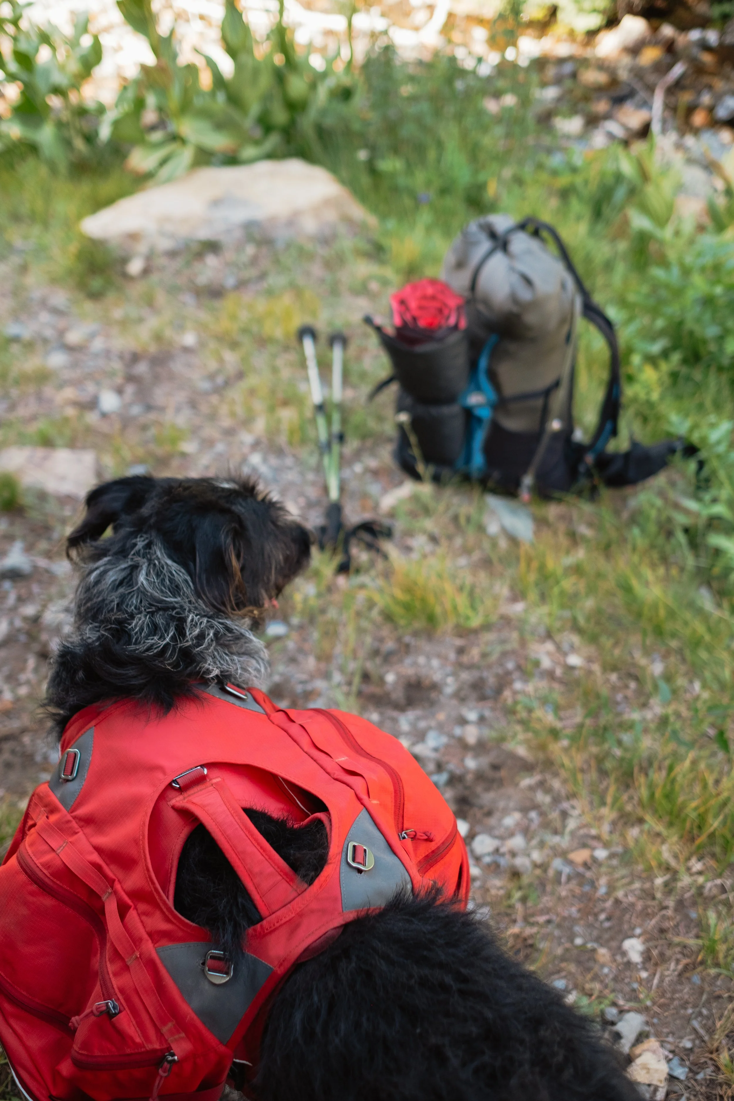 Hiking dog with red backpack, outdoors near a backpack with gear and trekking poles on a trail with greenery and a rock.