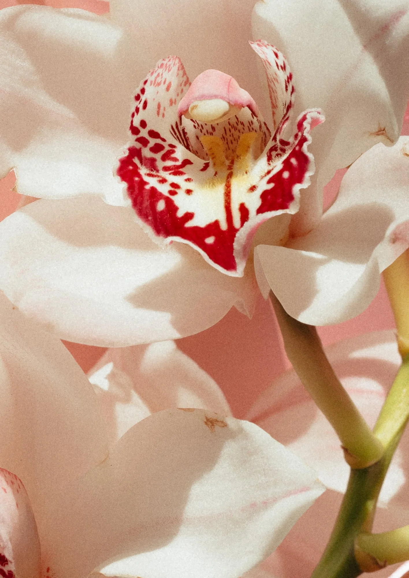 Close-up of a pink orchid flower with detailed red and yellow markings in the center.