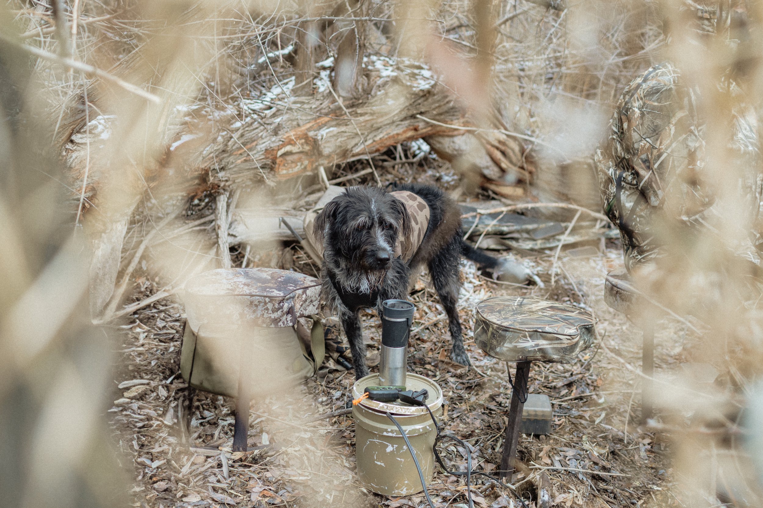 A black dog wearing a camouflage vest in a wooded area, surrounded by dry leaves and branches, standing next to a portable cooking stove with a tall pipe.
