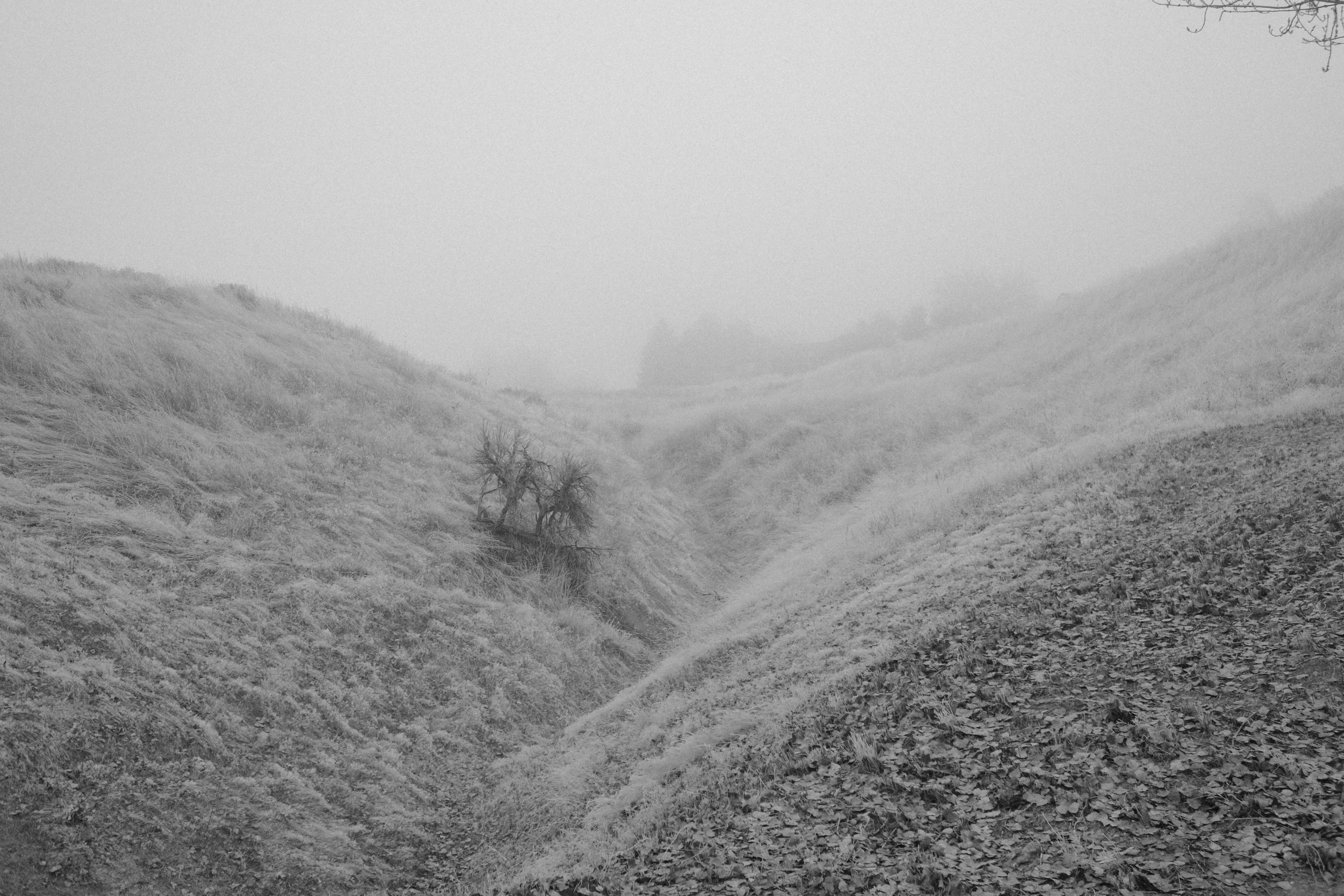 A foggy, desolate hillside landscape with sparse, leafless trees and dry grass, with a narrow path or indentation running through the rolling terrain.