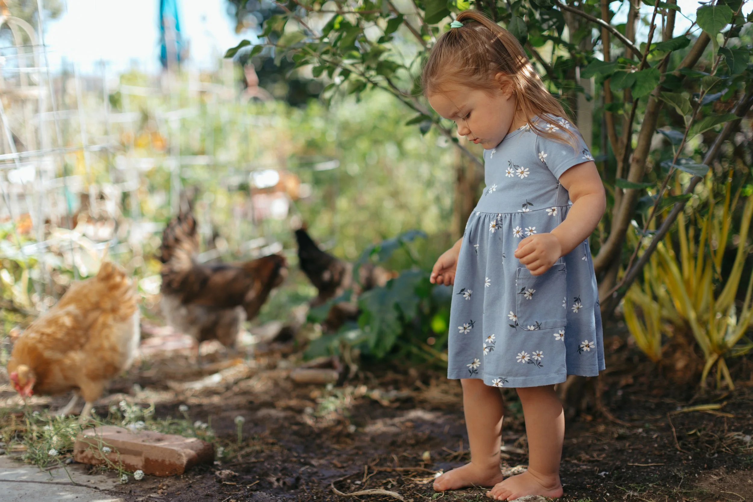 A young girl wearing a blue floral dress standing barefoot outdoors near a garden with chickens and ducks.