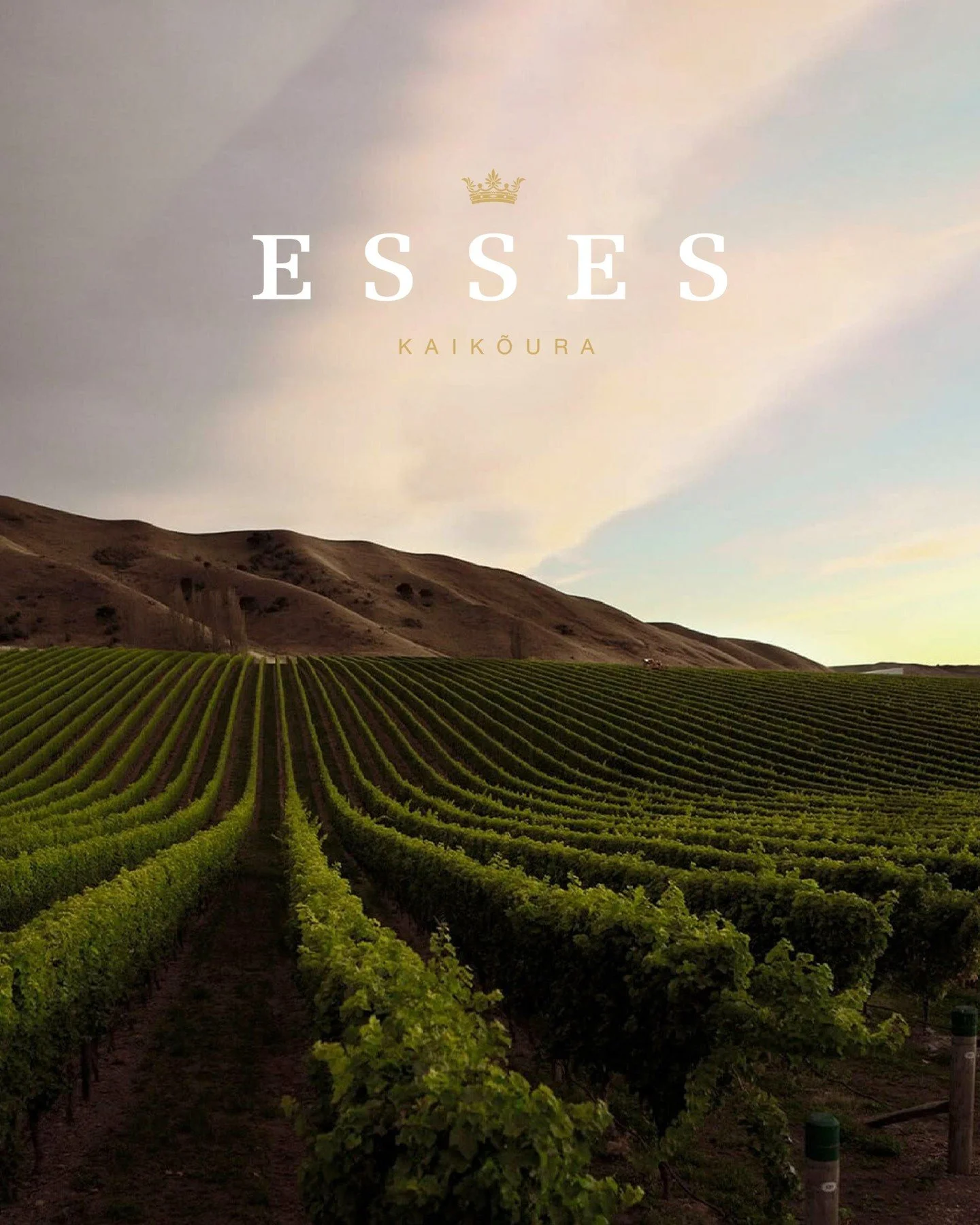 We&rsquo;re so excited to have @esses_house_of_bubbles as part of The Wine + Food Experience Marlborough lineup 🥂⁠
⁠
Esses are all about beautiful bubbles made with real intention - handcrafted, thoughtfully grown, and designed to be savoured, share