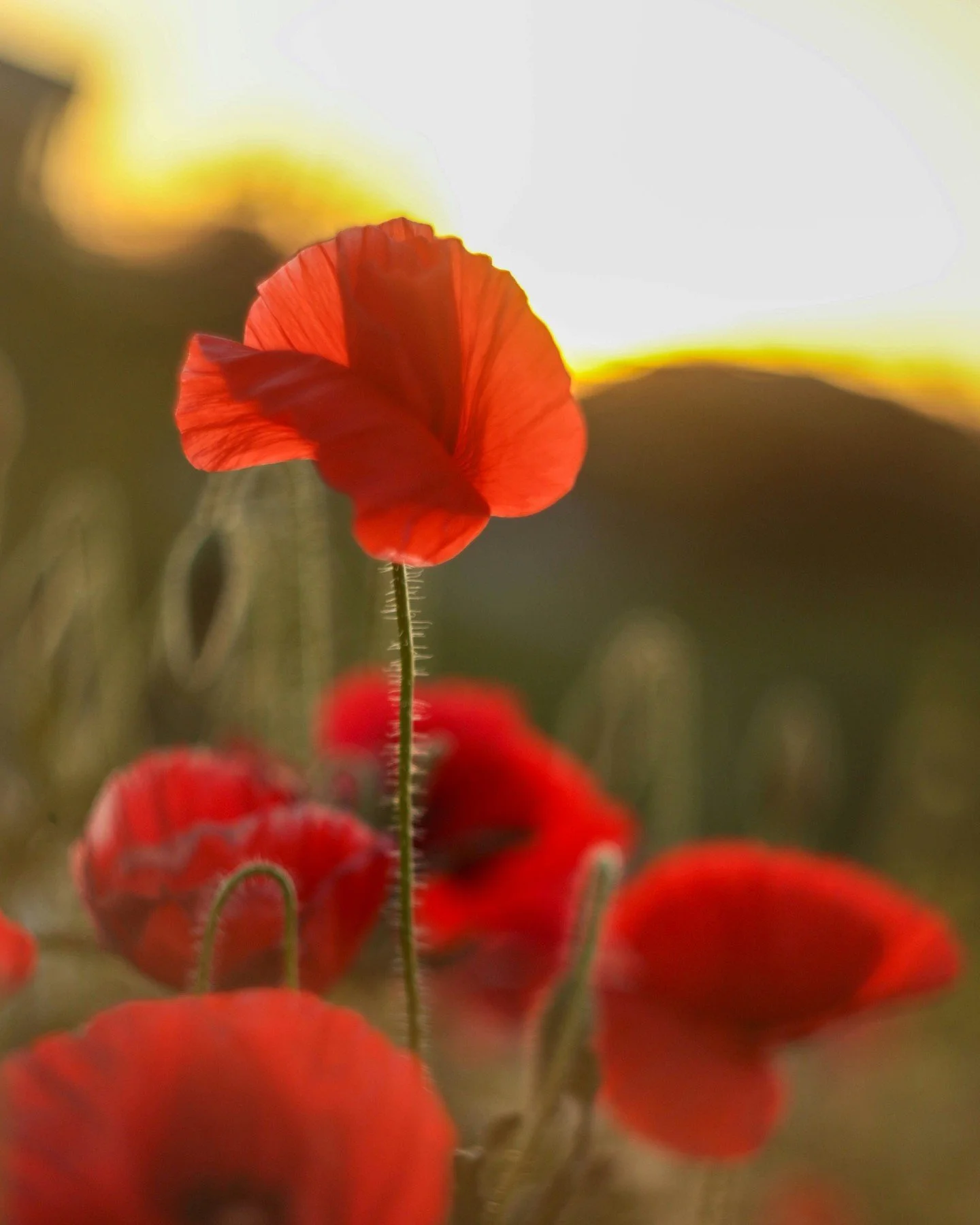 Happy ANZAC Day everyone 🇳🇿⁠
⁠
We hope you were able to get out early this morning to reflect, remember, and pay your respects.⁠
⁠
We&rsquo;ll be opening from 11am today with NO SURCHARGE, so if you&rsquo;re heading out later, come on up for a quie
