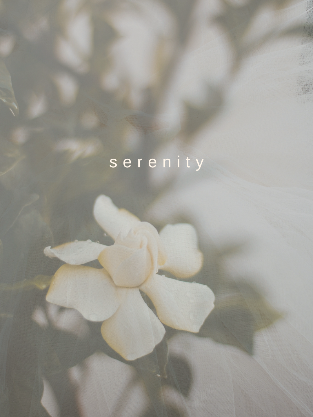 serenity  (1).png