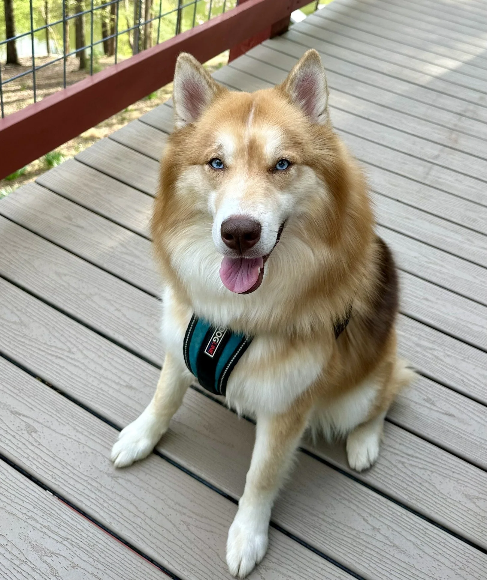 A happy, fluffy dog with blue eyes sitting on a wooden deck, with a colorful harness and looking at the camera.