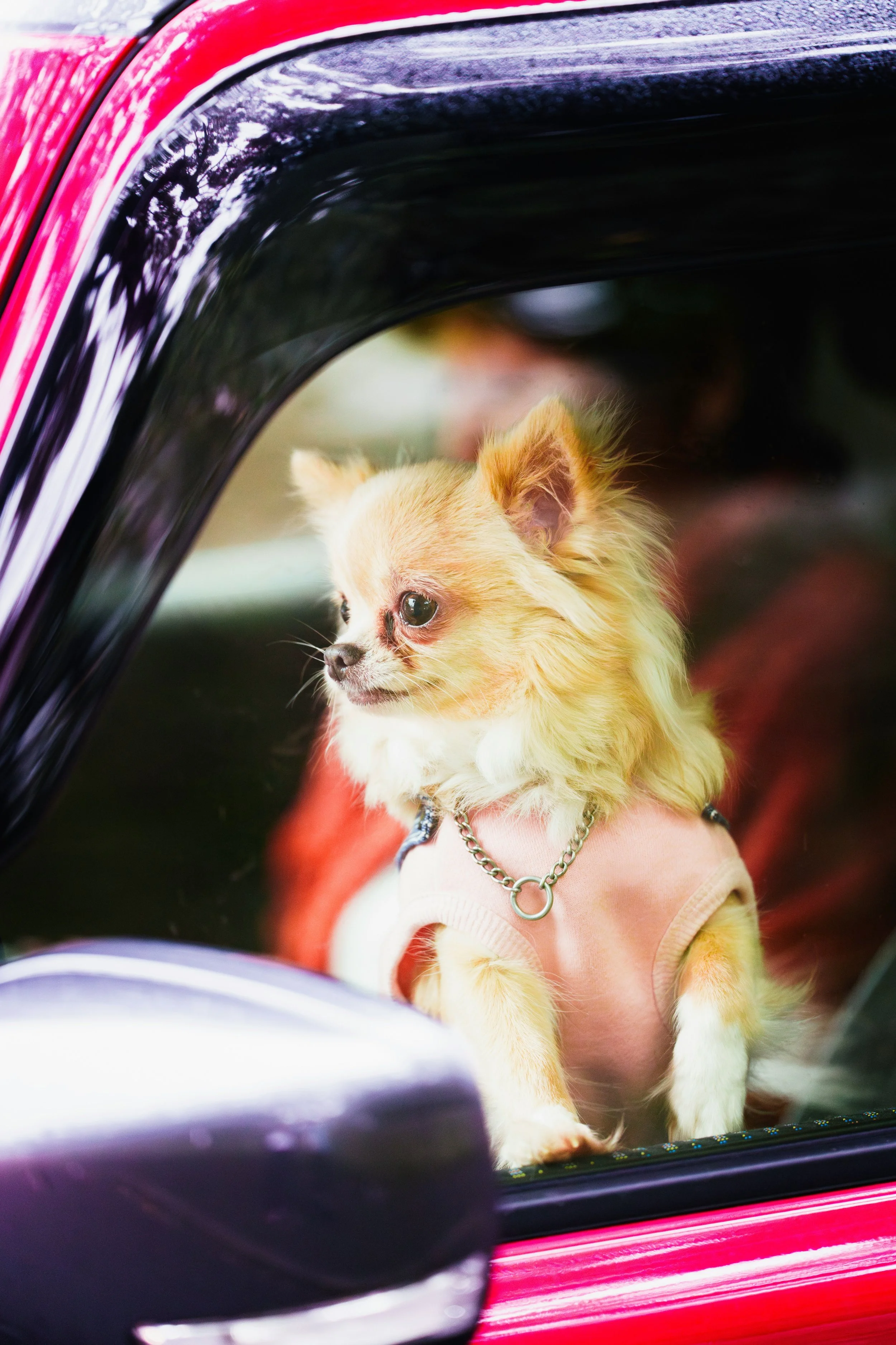 Chihuahua in a pink collar and pink car, representing the movie Legally Blonde