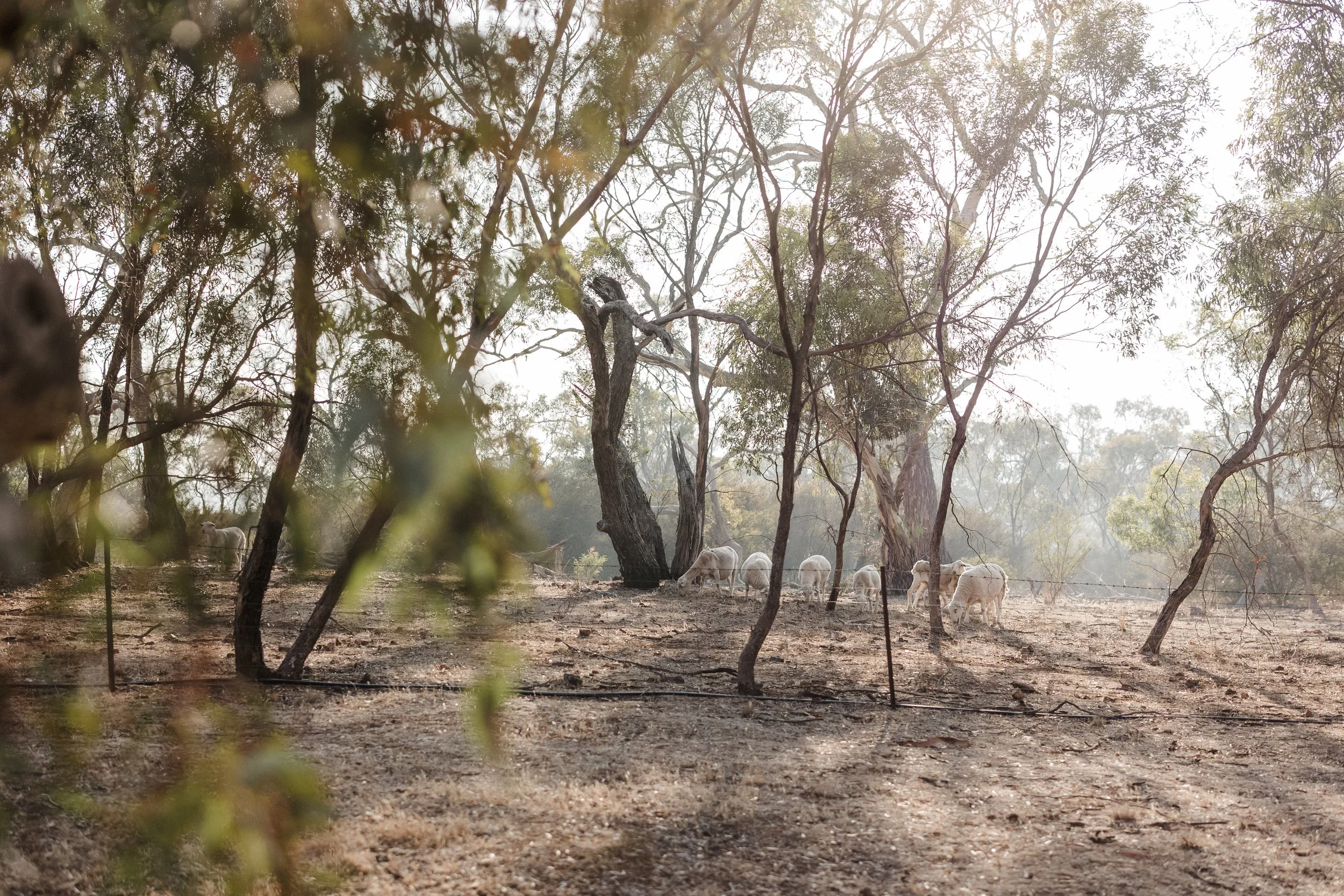 Native, virgin scrub at Dennison Scrub in Auburn, the Clare Valley, SA.