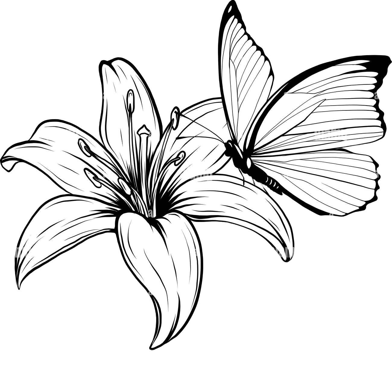 Black and white illustration of a butterfly perched on a lily flower.