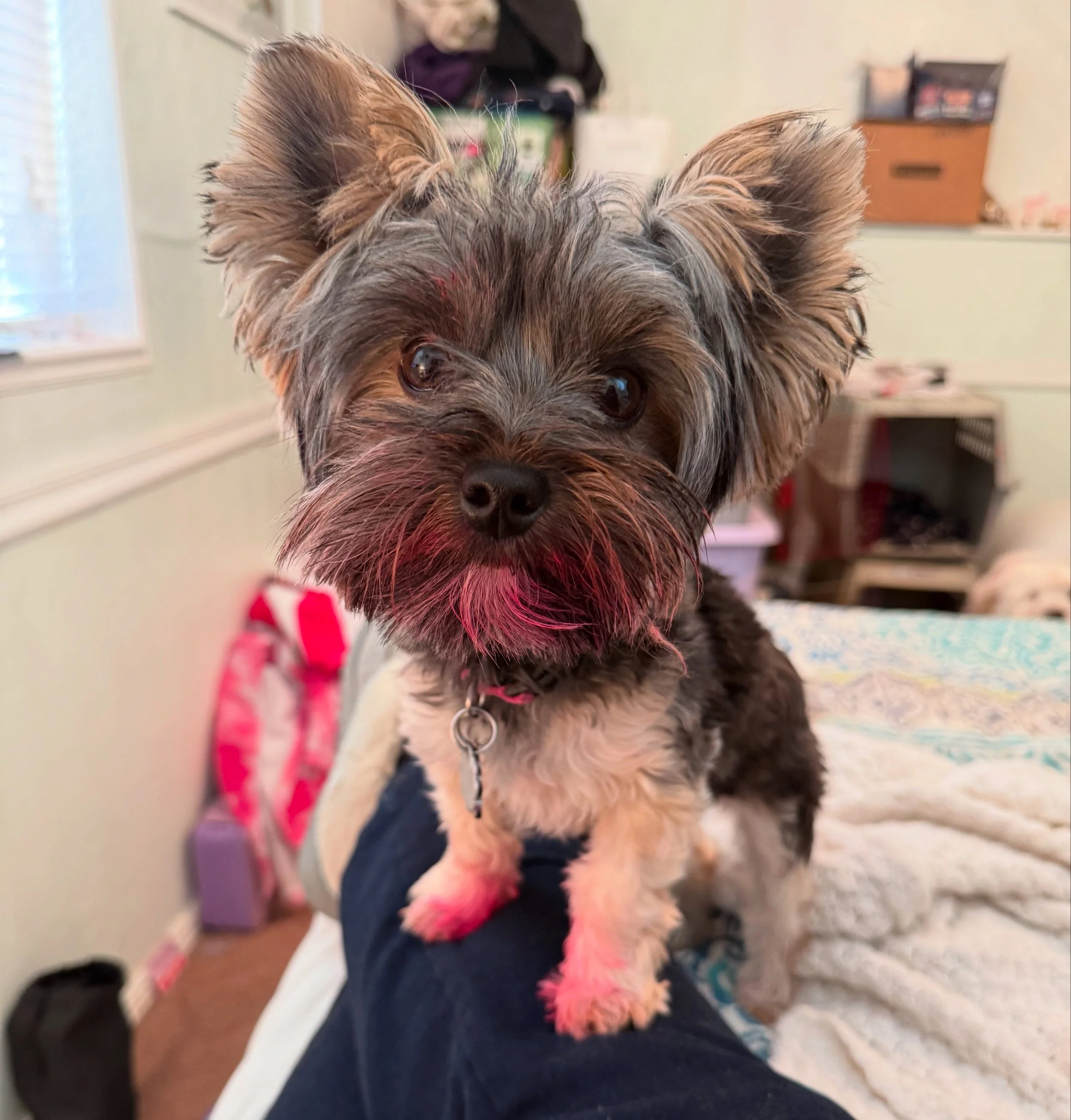 A small dog with black, gray, and white fur and pink accents on its beard and paws, sitting on a person's leg in a cozy room.