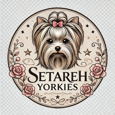 Setareh Yorkies