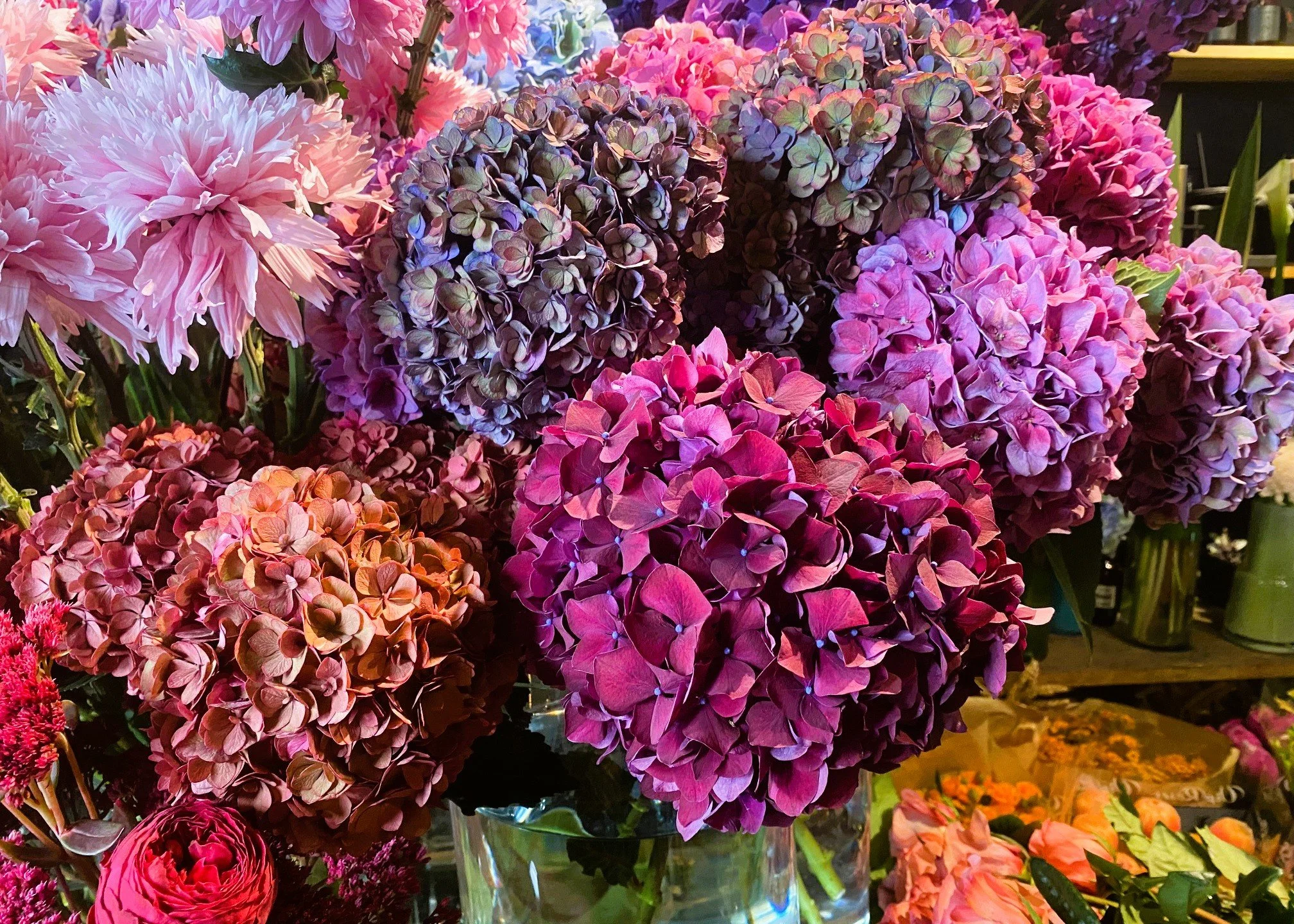 Hortensias_Trend_Vieux-Collège_Vieille Ville.jpg