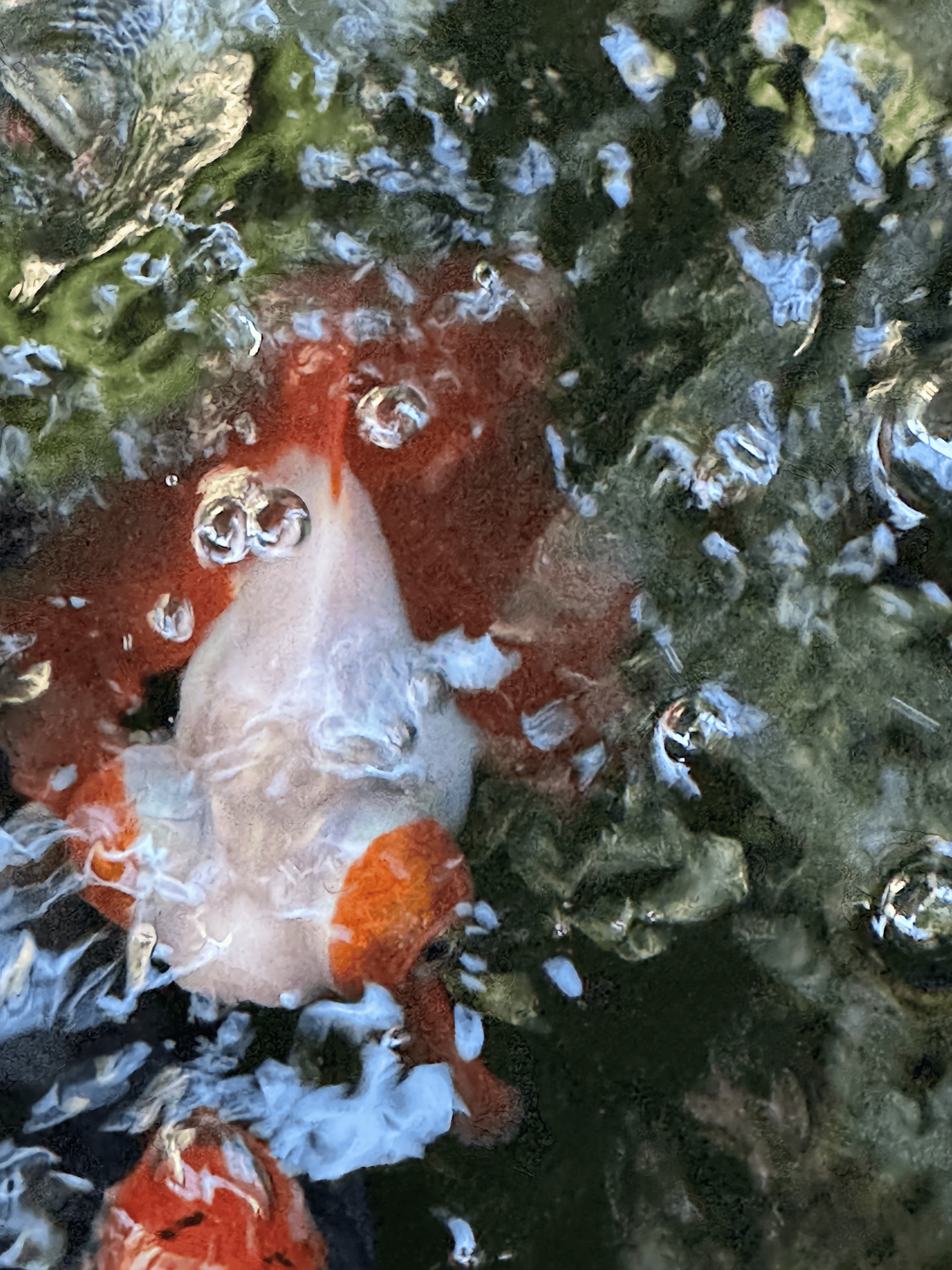 White and Orange Telescope Goldfish.