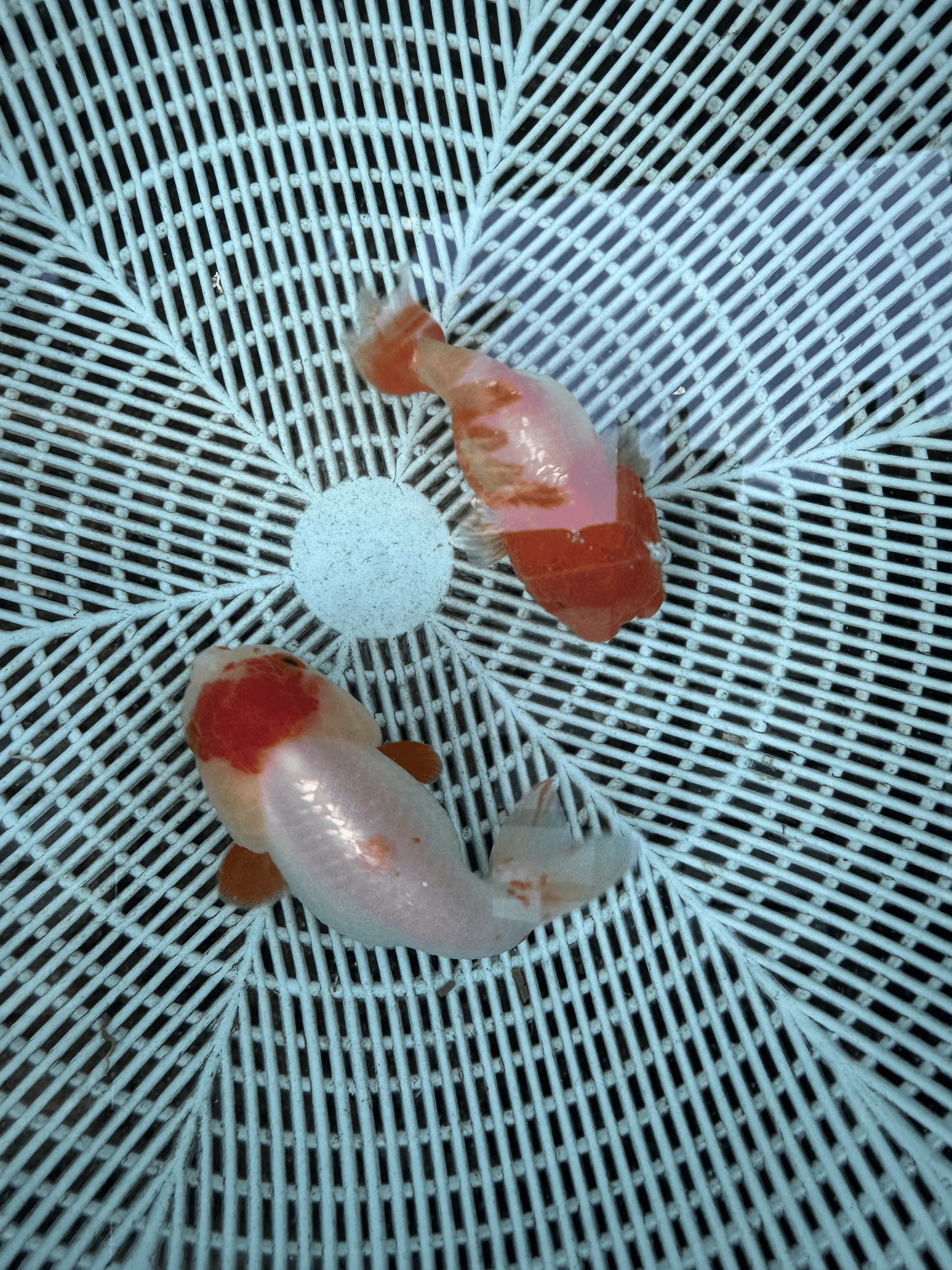 Ranchu Goldfish (Male&female)