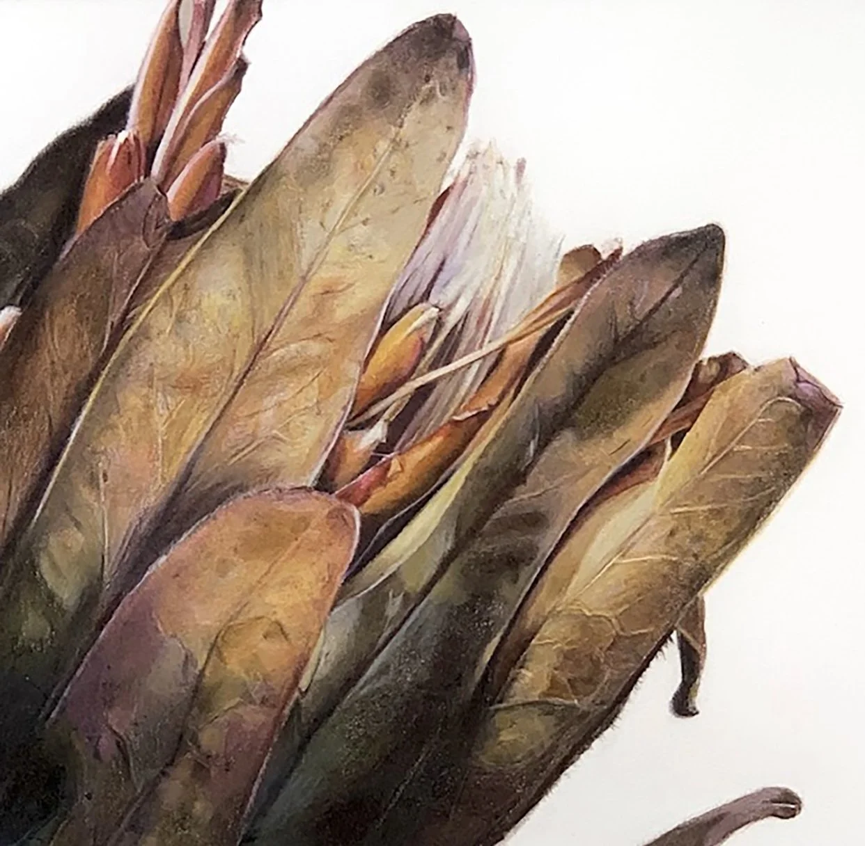 dried proteaa.jpeg