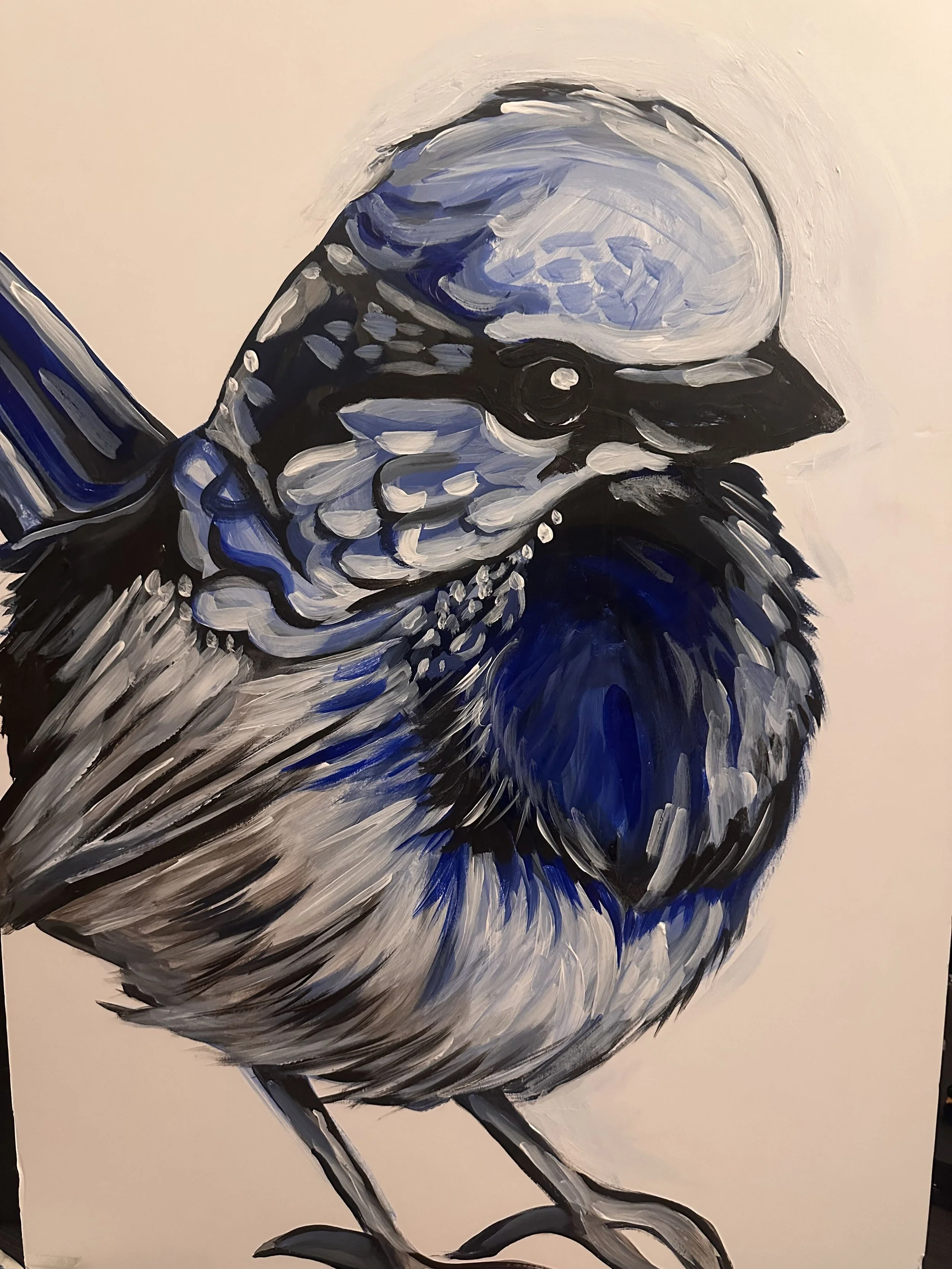Superb Fairy Wren