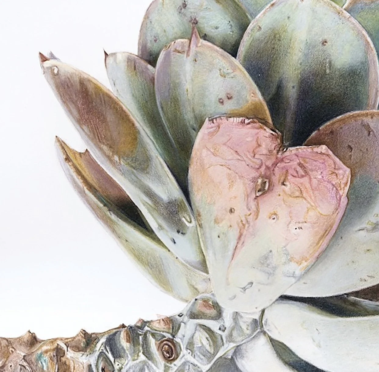 succulent1.jpeg