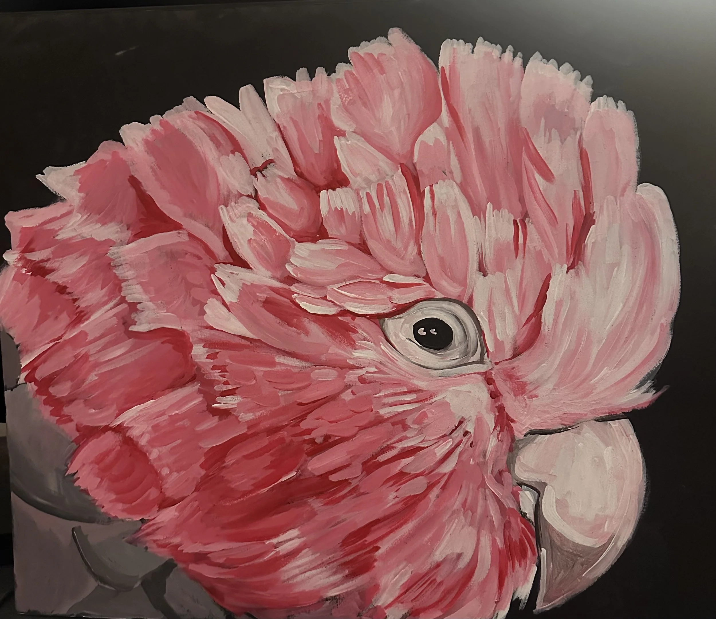 Flamin' Gallah