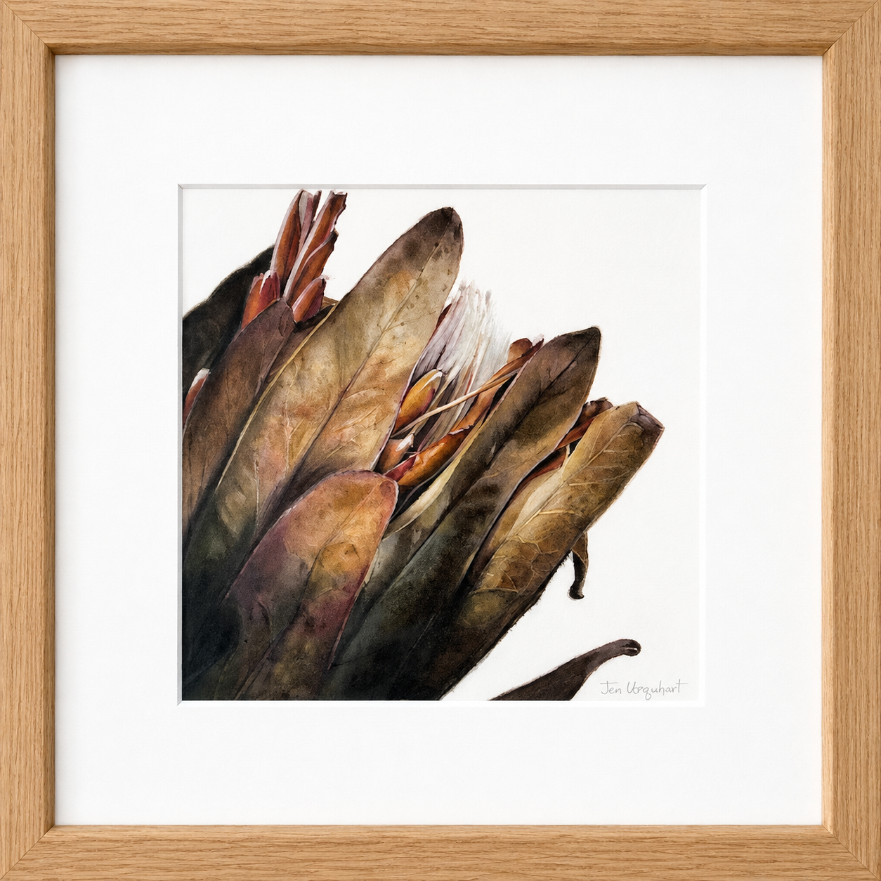 Dried Protea II