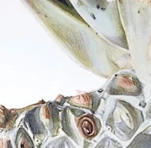 succulent1.jpg