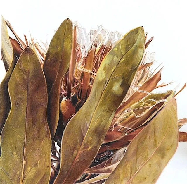 dried protea1.jpeg