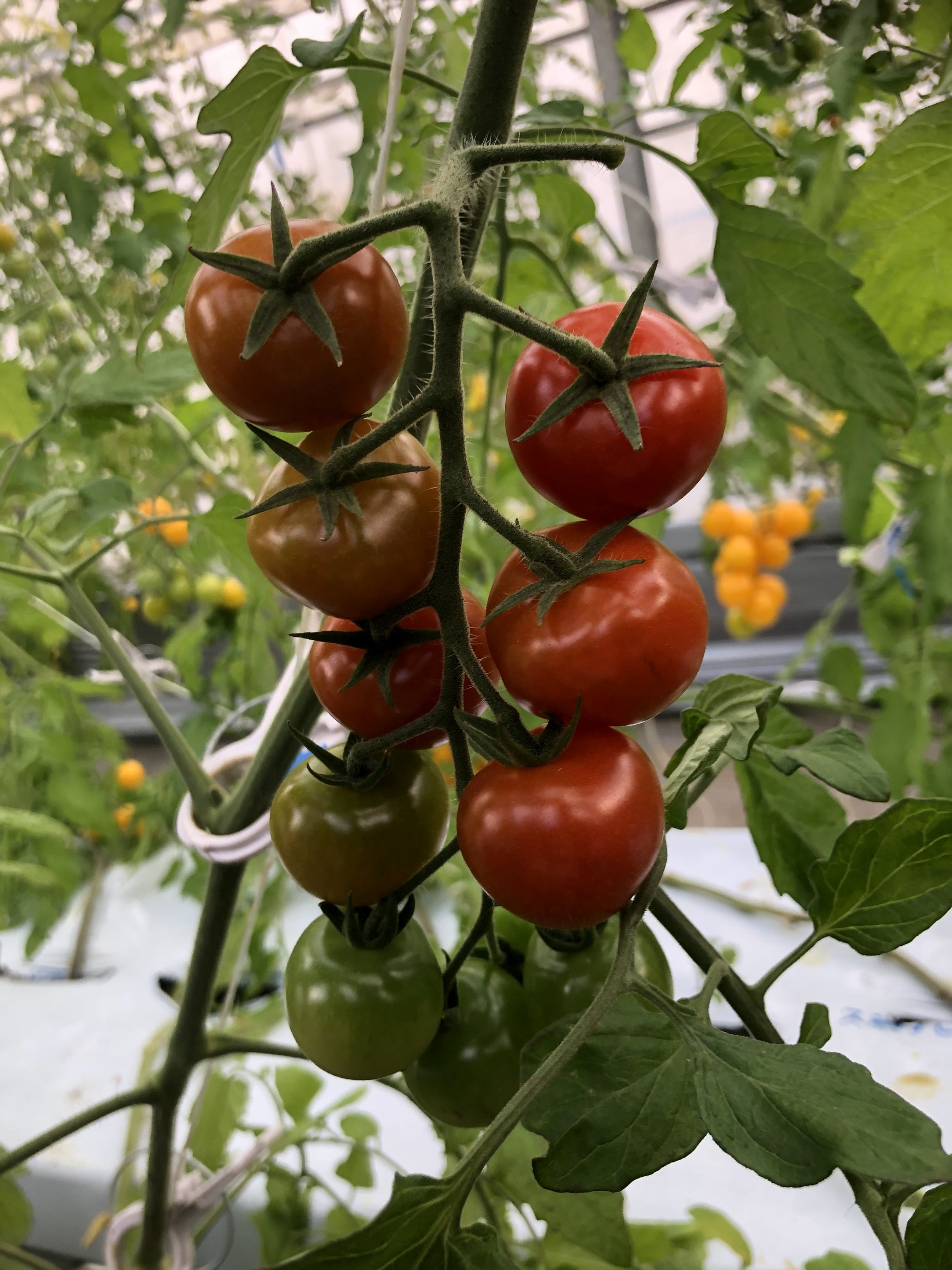 「2025年度 農と食の体験塾【トマト編】」に参加しました