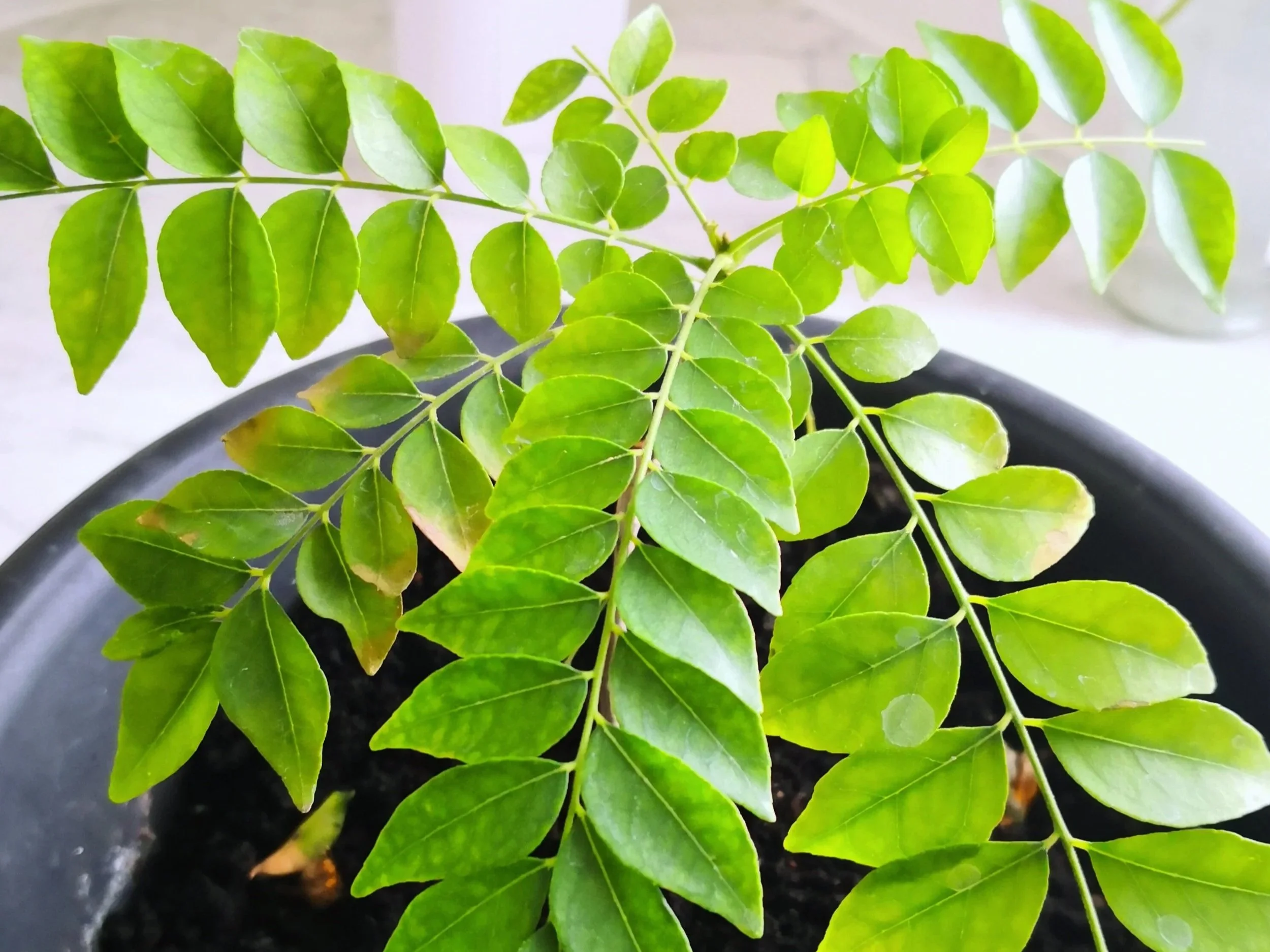 Curry leaves