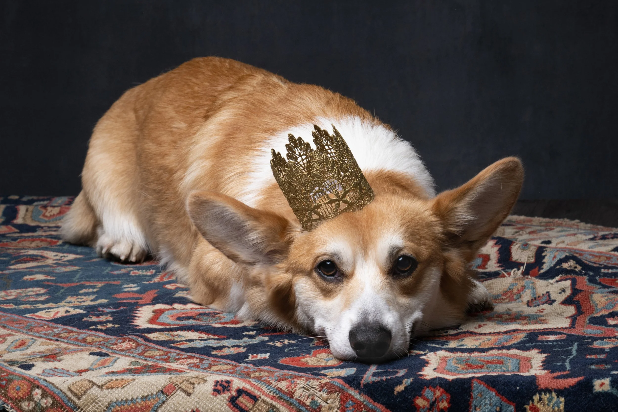 A cute corgi dog enjoys professional studio photoshoot in London