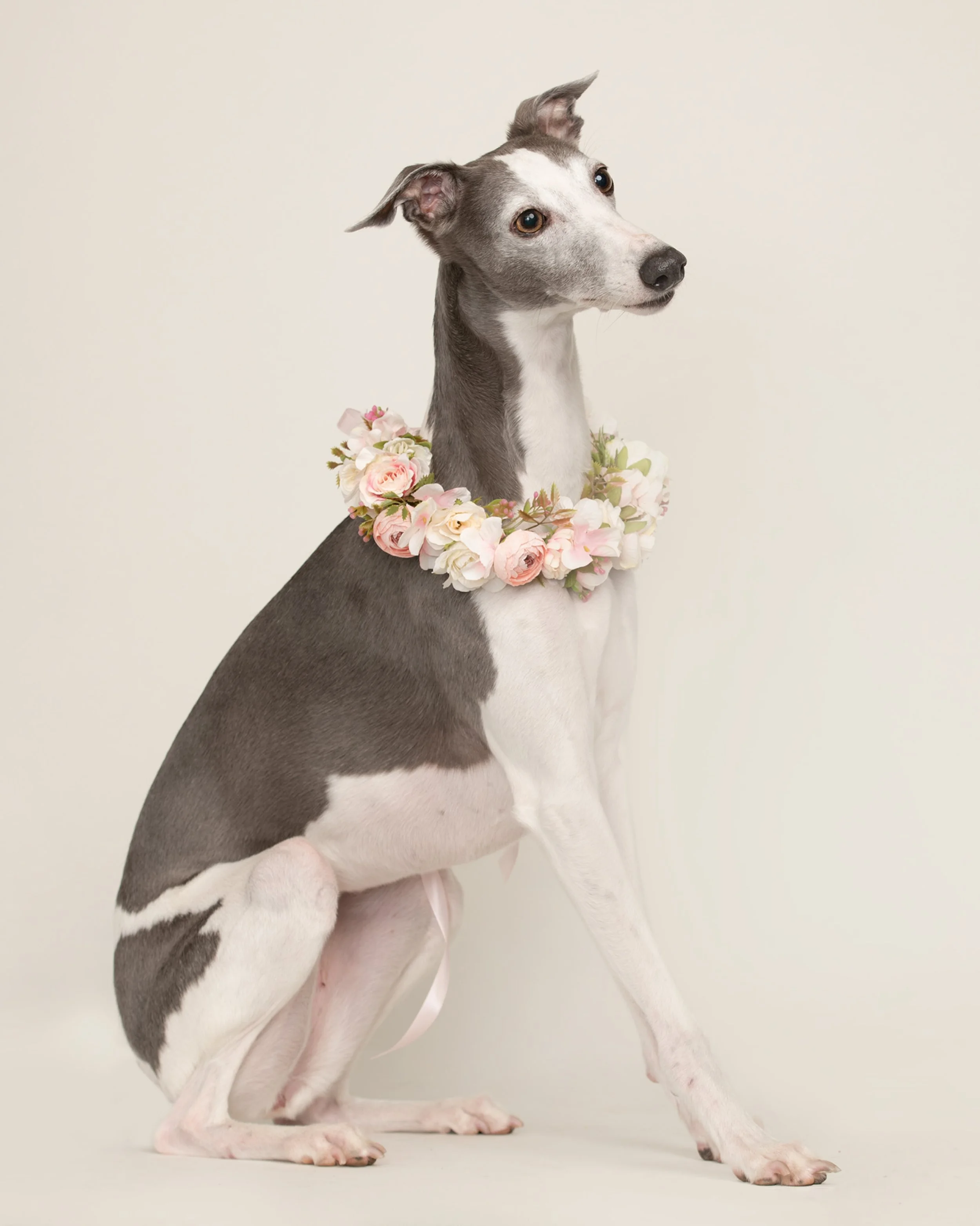 Whippet dog enjoying a studio portraiyt session in Richmond Surrey