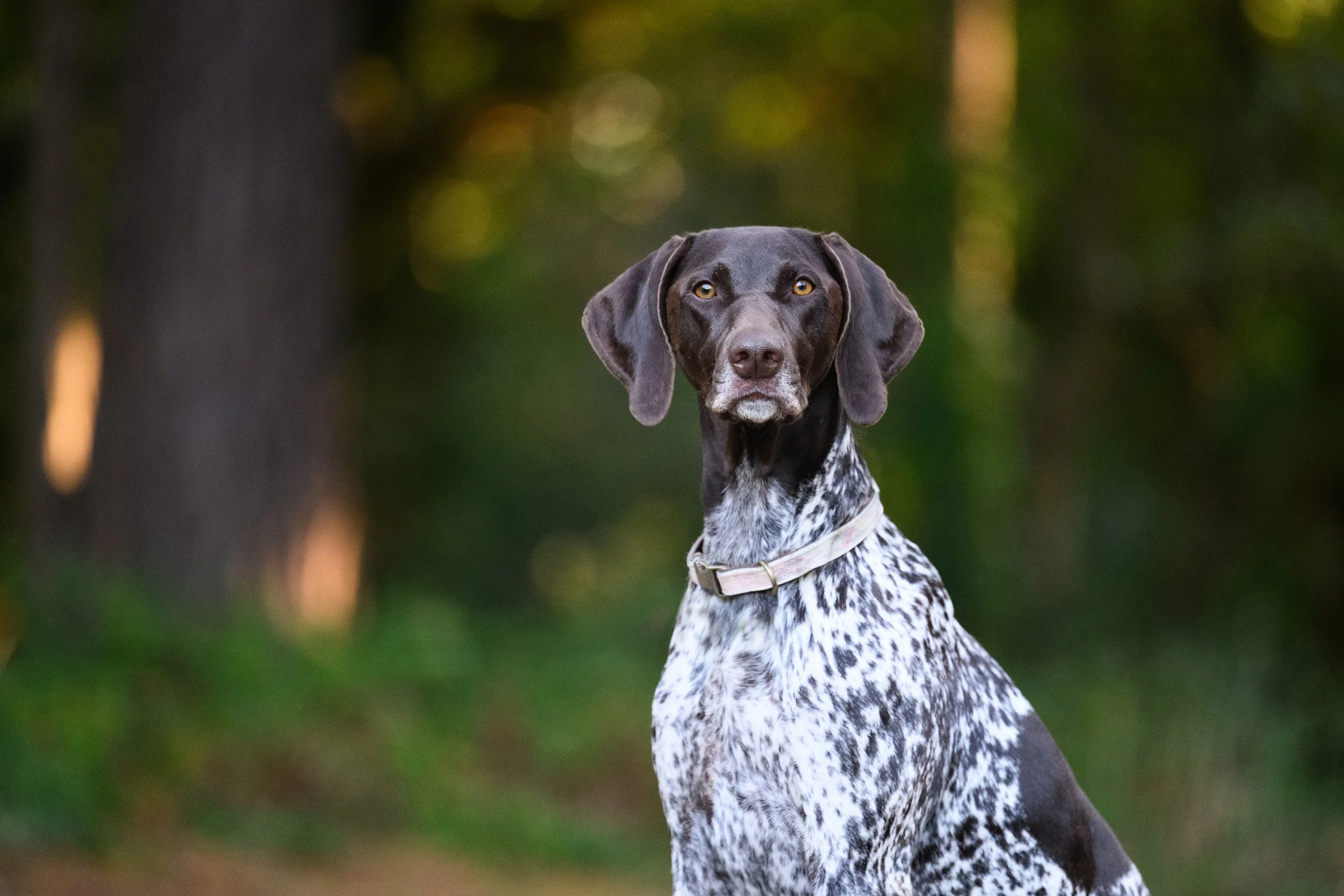 Pointer dog photoshoot Oxshot Surrey.jpg