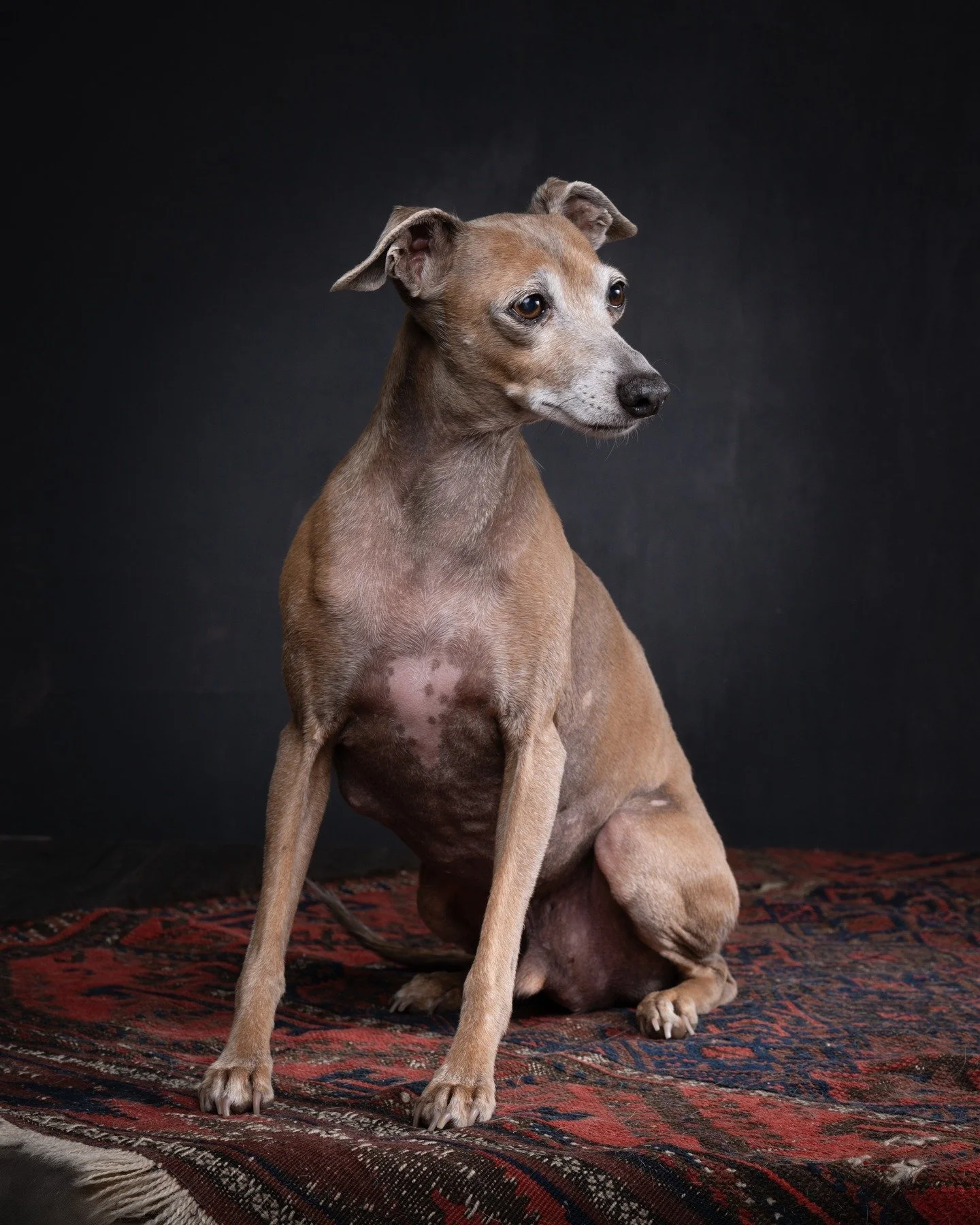 Handsome Italian Greyhound Luca, definitely channeling the His Master's Voice terrier vibe (the one with the gramophone for those of us old enough to remember...). I'll just go and get my hearing trumpet now! 
www.madaboutgreys.co.uk
#hmvterrie
