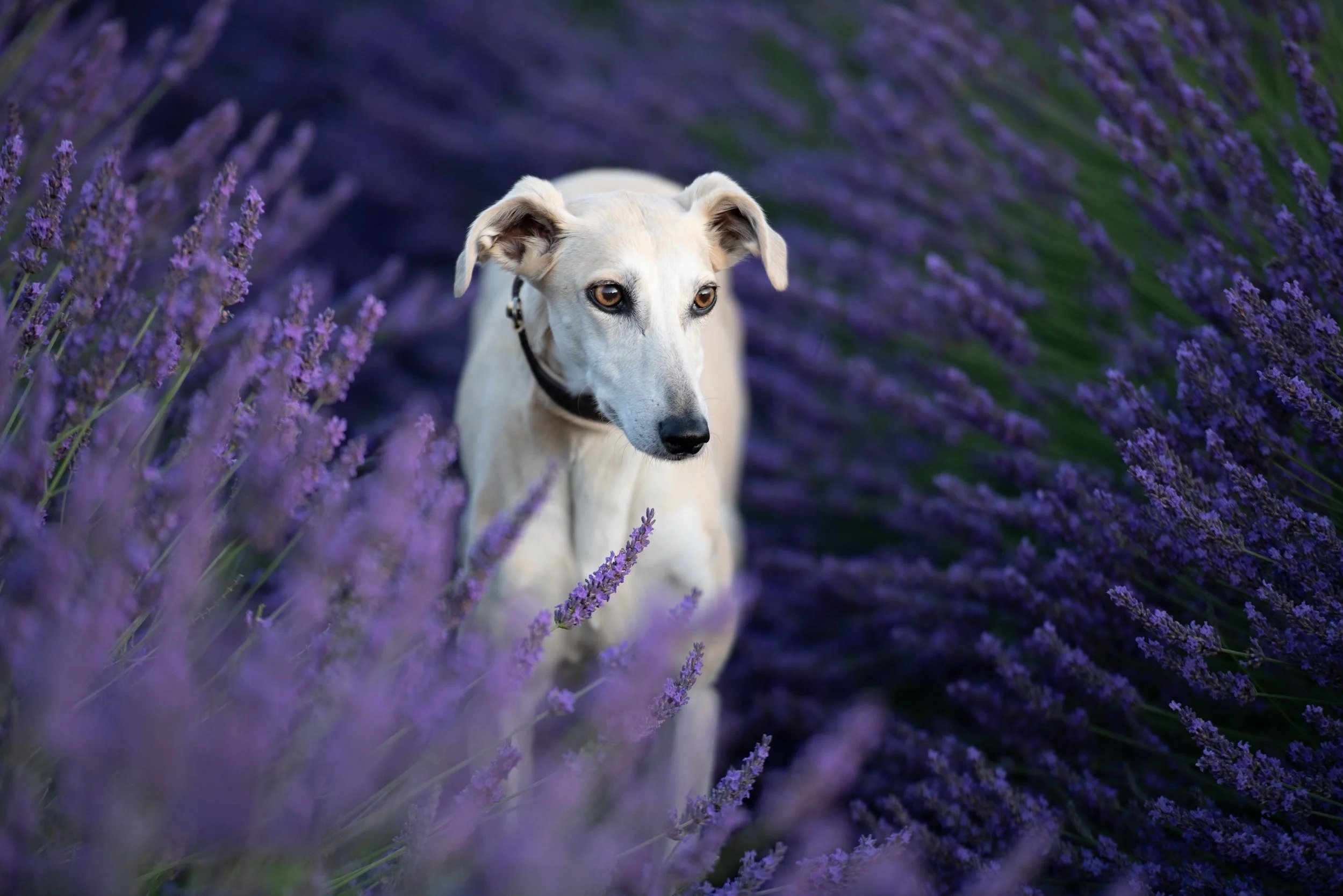 A white dog with floppy ears standing in a field of purple lavender flowers.
