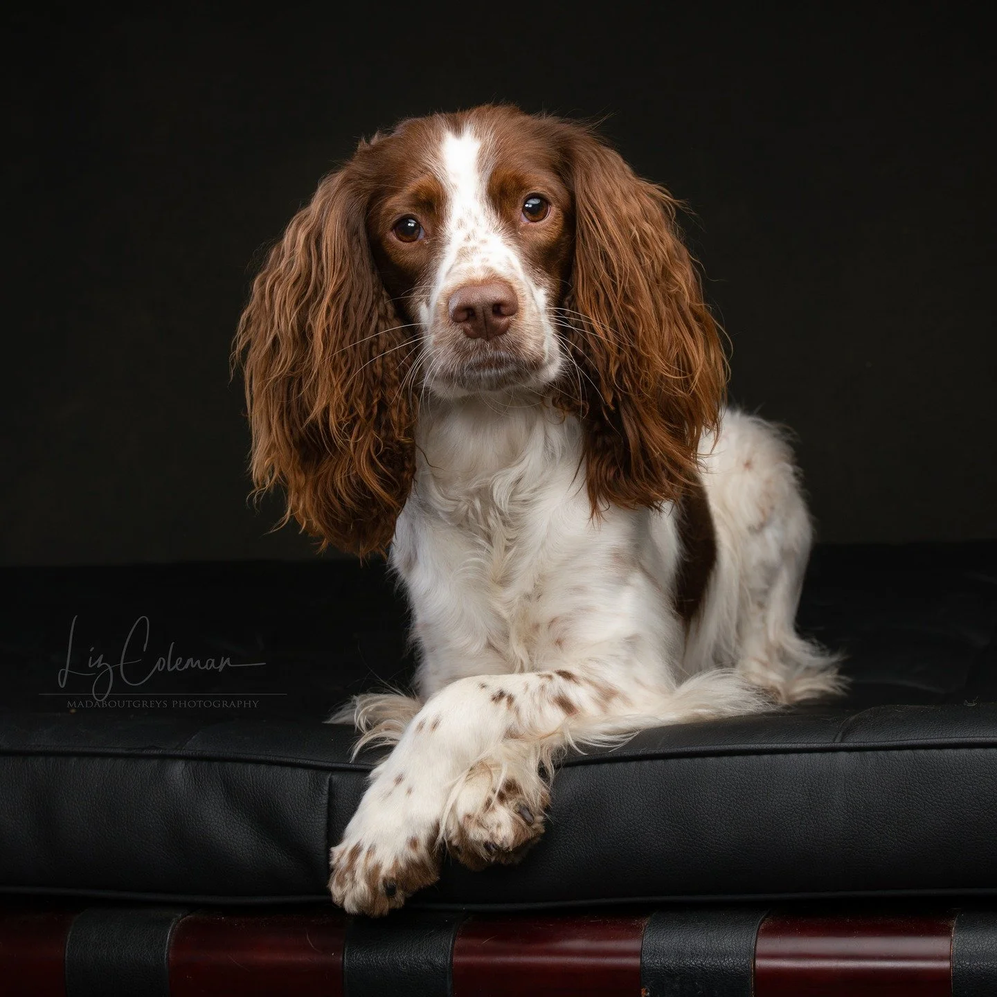 Such a classy crossed-paw pose! Spaniels are such beautiful dogs. #madaboutgreys #studiodogphotography #richmonddogs #spanielonasofa