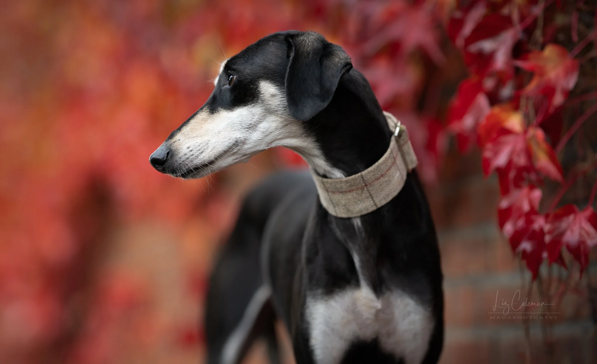 Autumn colour shoots? Bring it on! #lurchersinautumn #madaboutgreys #autumnphotoshootsfordogs #autumncolours2025