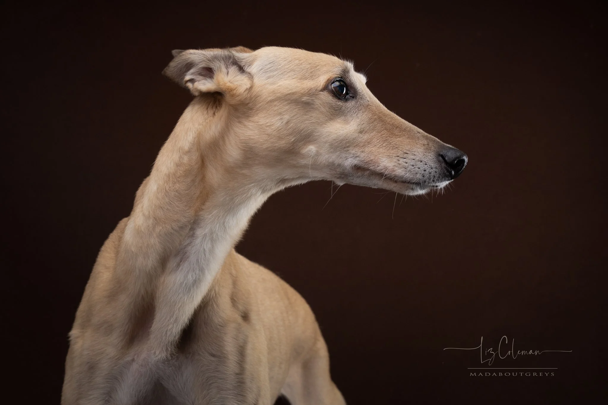 "Age cannot wither her, nor custom stale
her infinite variety." #Rubythegreyhound #twelveyearsyoung #madaboutgreys #Richmonddogphotographystudios