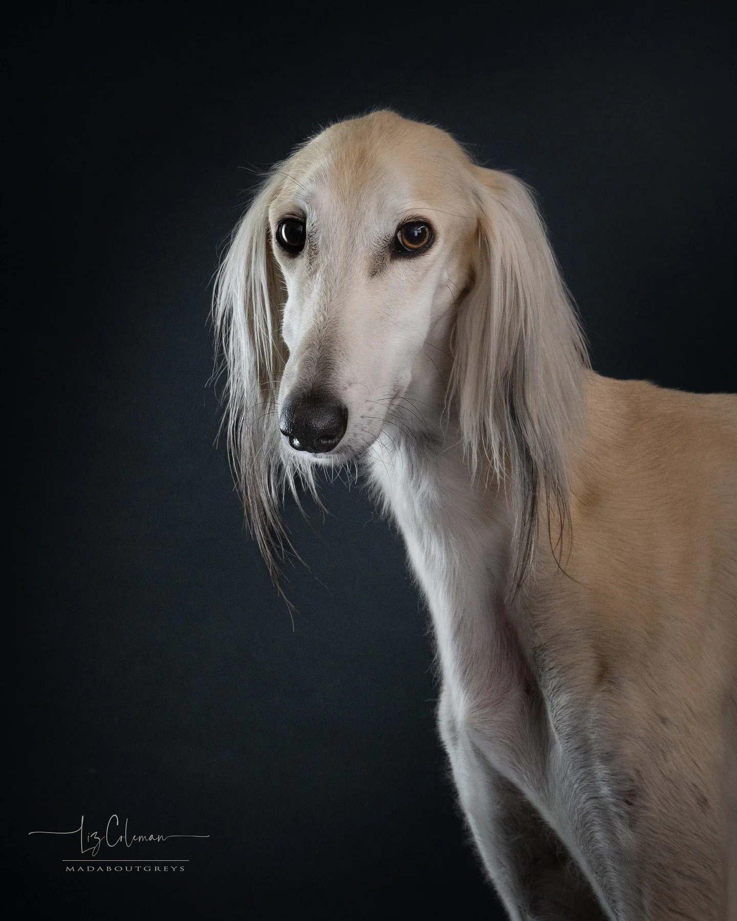 Beautiful Taz! Don't be fooled by his serious expression, he was a joyful, enthusiastic subject and totally rocked the shoot last week. But he paused to think for a moment and honoured me with this wonderful expression that epitomises the timeless, n