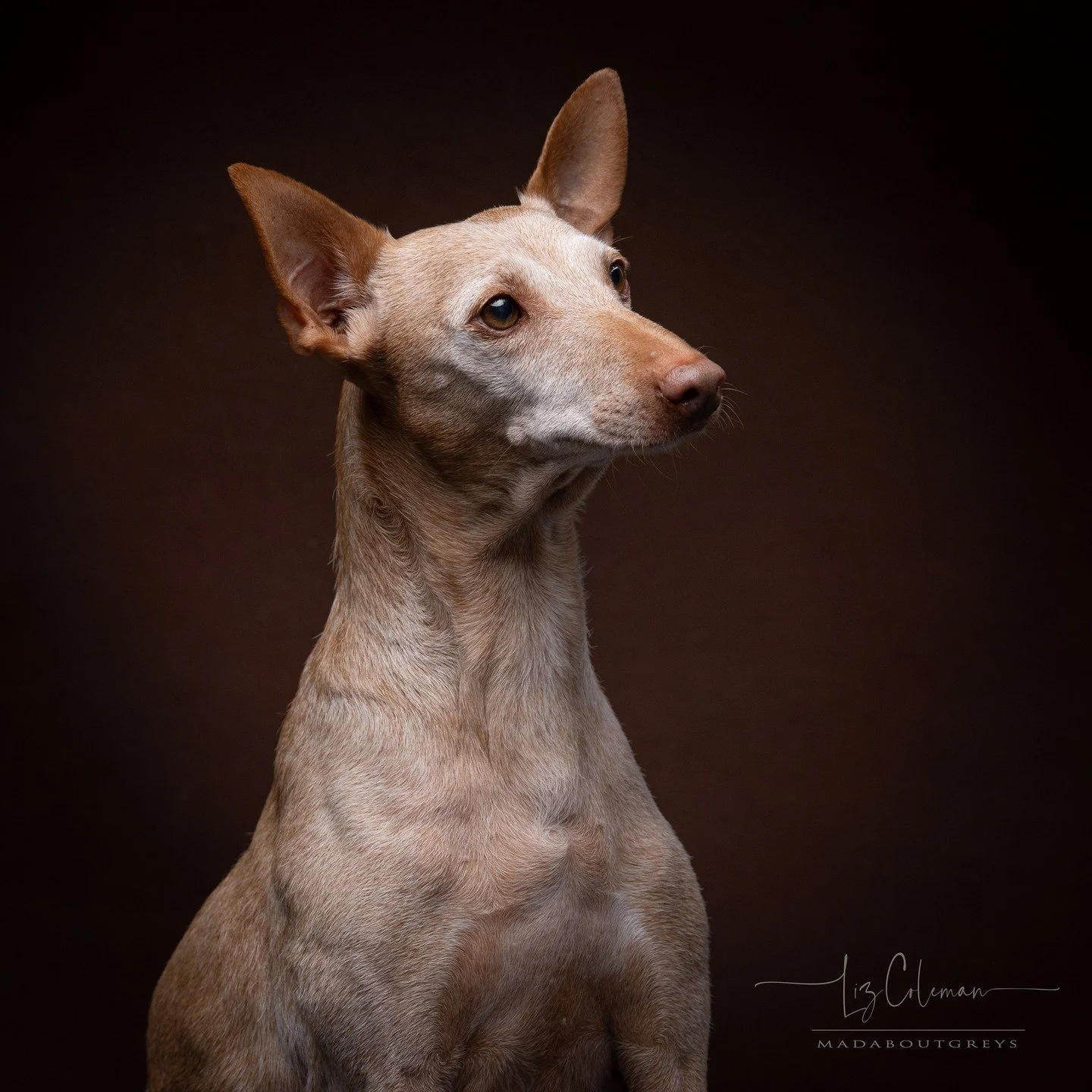 Happy Gotcha Day, Ollie the podenco! #seniordogsrock #podencosofinstagram #madaboutgreys #Richmonddogphotographer