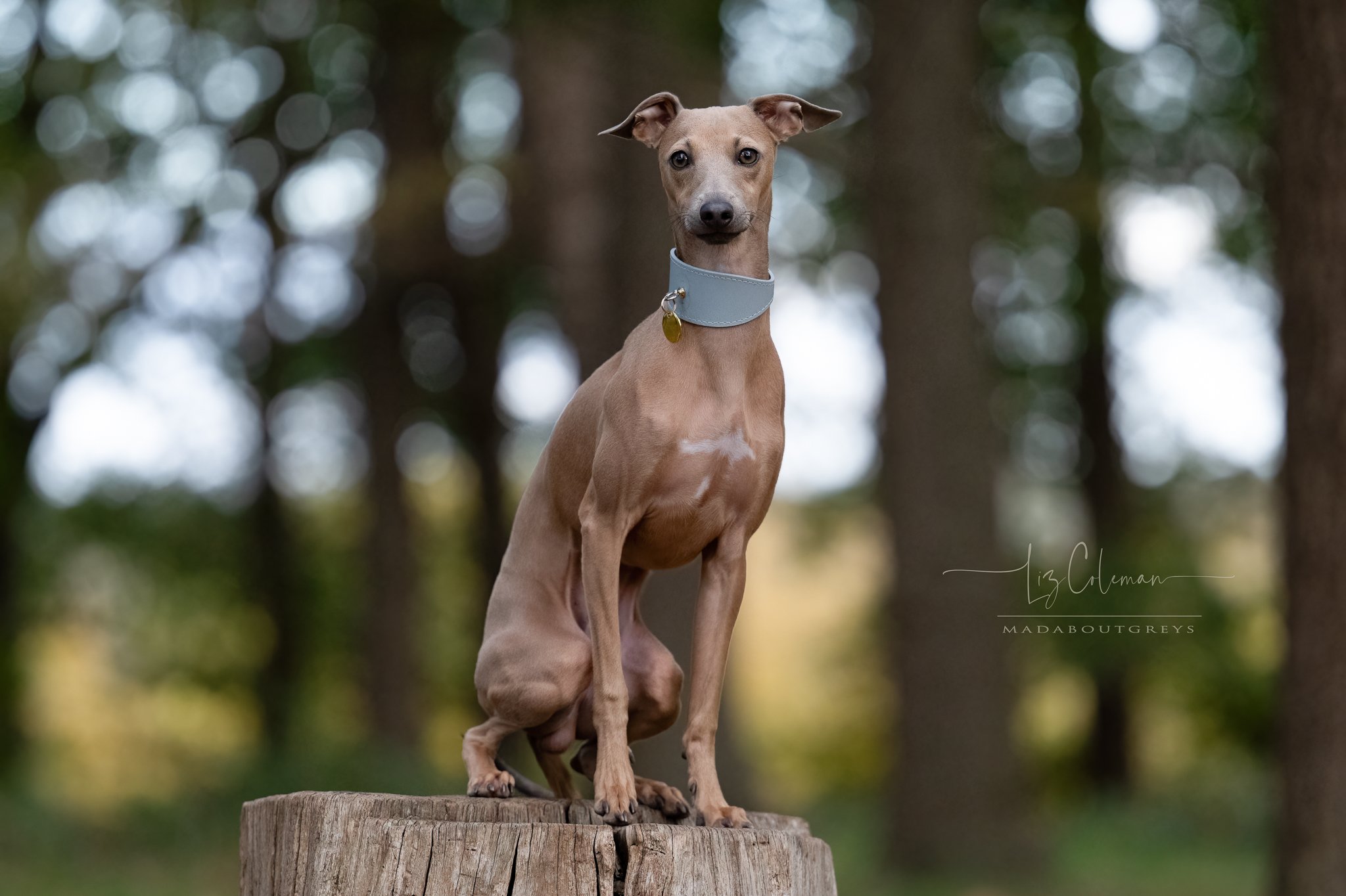 Autumn 2025 with Goose the Italian Greyhound. The autumn colours are especially nice this year. Catch them quick, before they're all gone! #italiangreyhound #autumn2025 #richmonddogphotoshoot