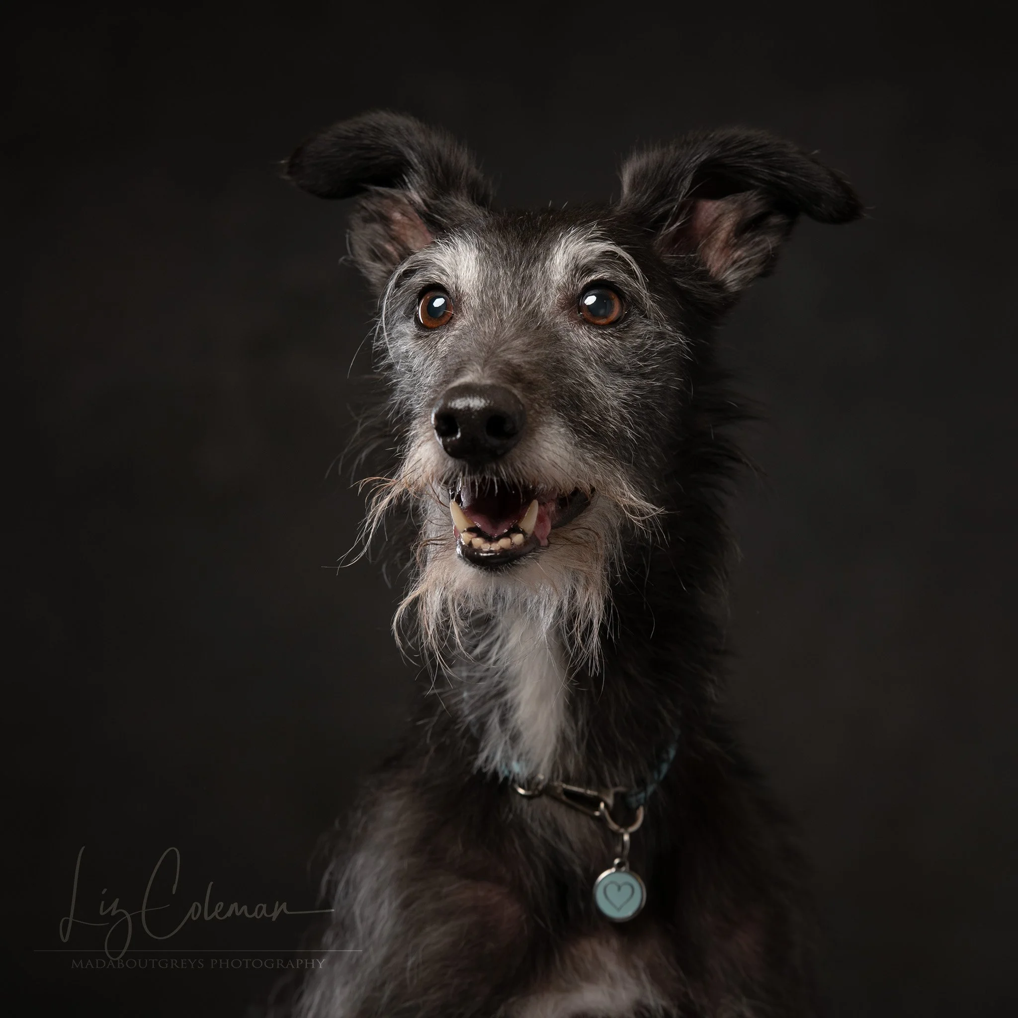 TEN for TEN – 7. Rafferty the&nbsp;lurcher