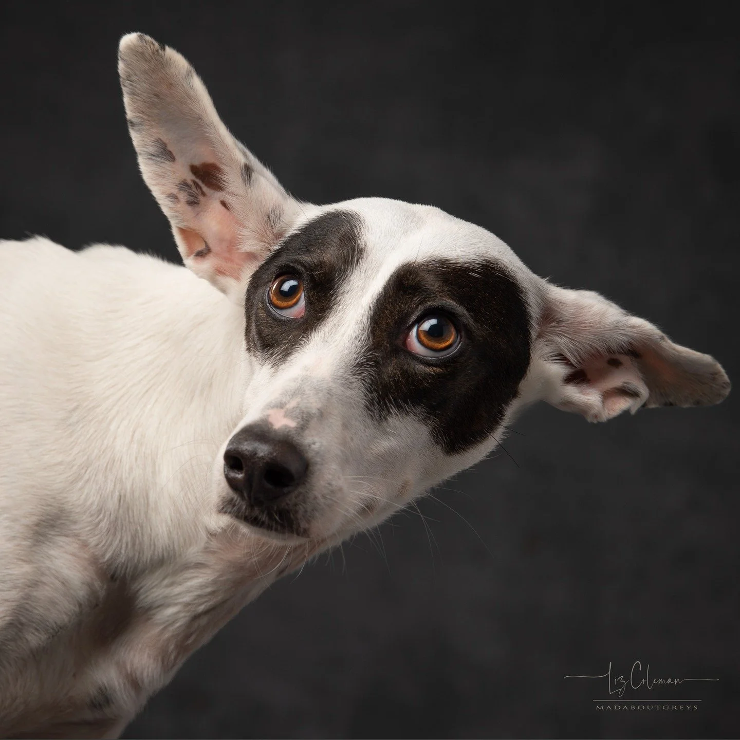 Panda the Podenco, demonstrating a bit of perfect ear-ography #madaboutgreys #podencoperfection #earography #podsforthewin