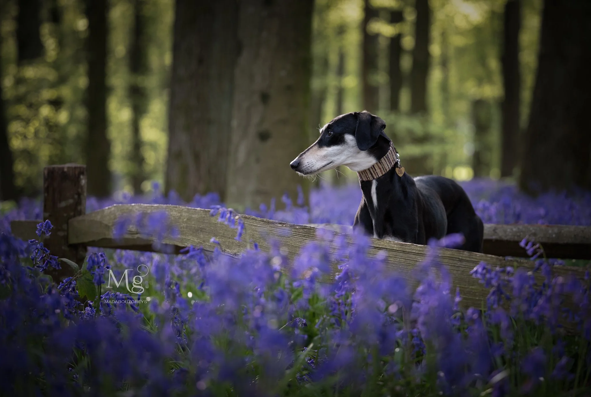 One of the most stunning bluebell locations I've ever visited. Ashridge this year. #madaboutgreys #dogsinbluebells #bluebells2026 #ashridge
