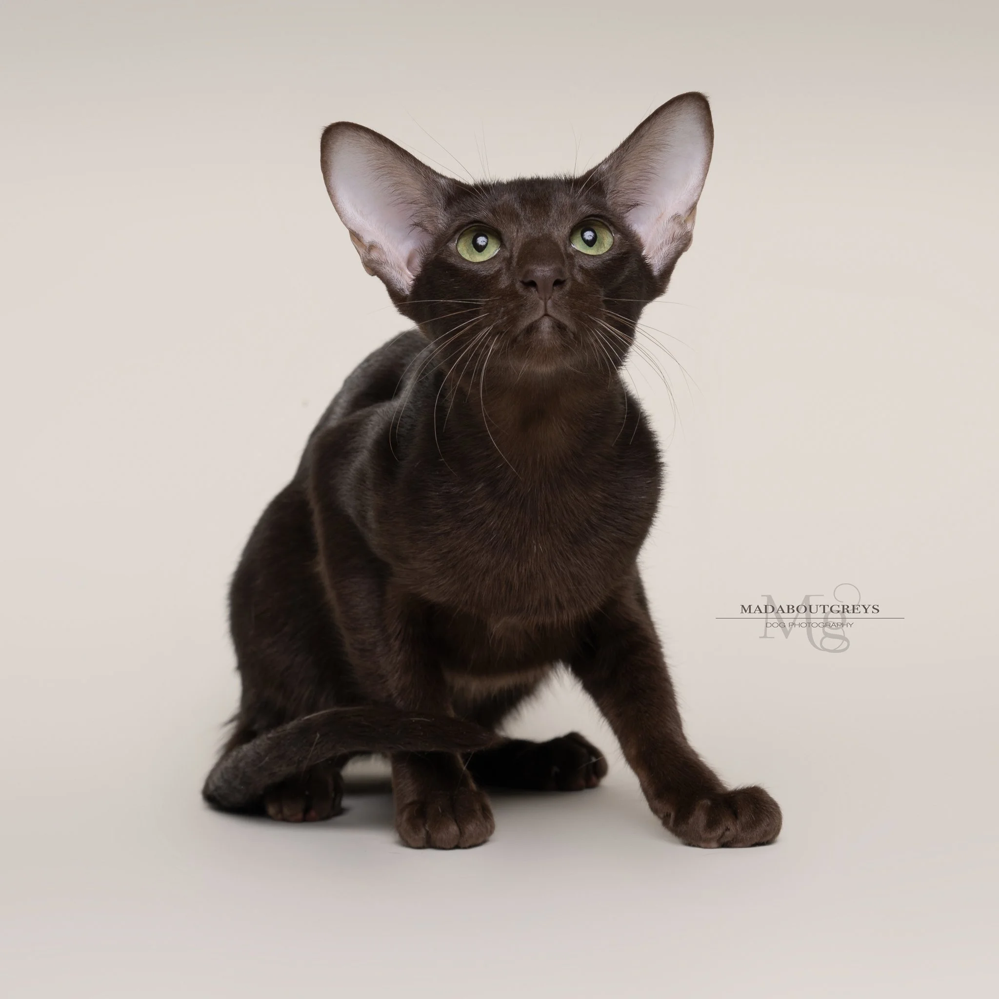 Kittens are angels with whiskers... #orientalcats #madaboutgreys #veryfondofcatstoo #kittensareangelswithwhiskers