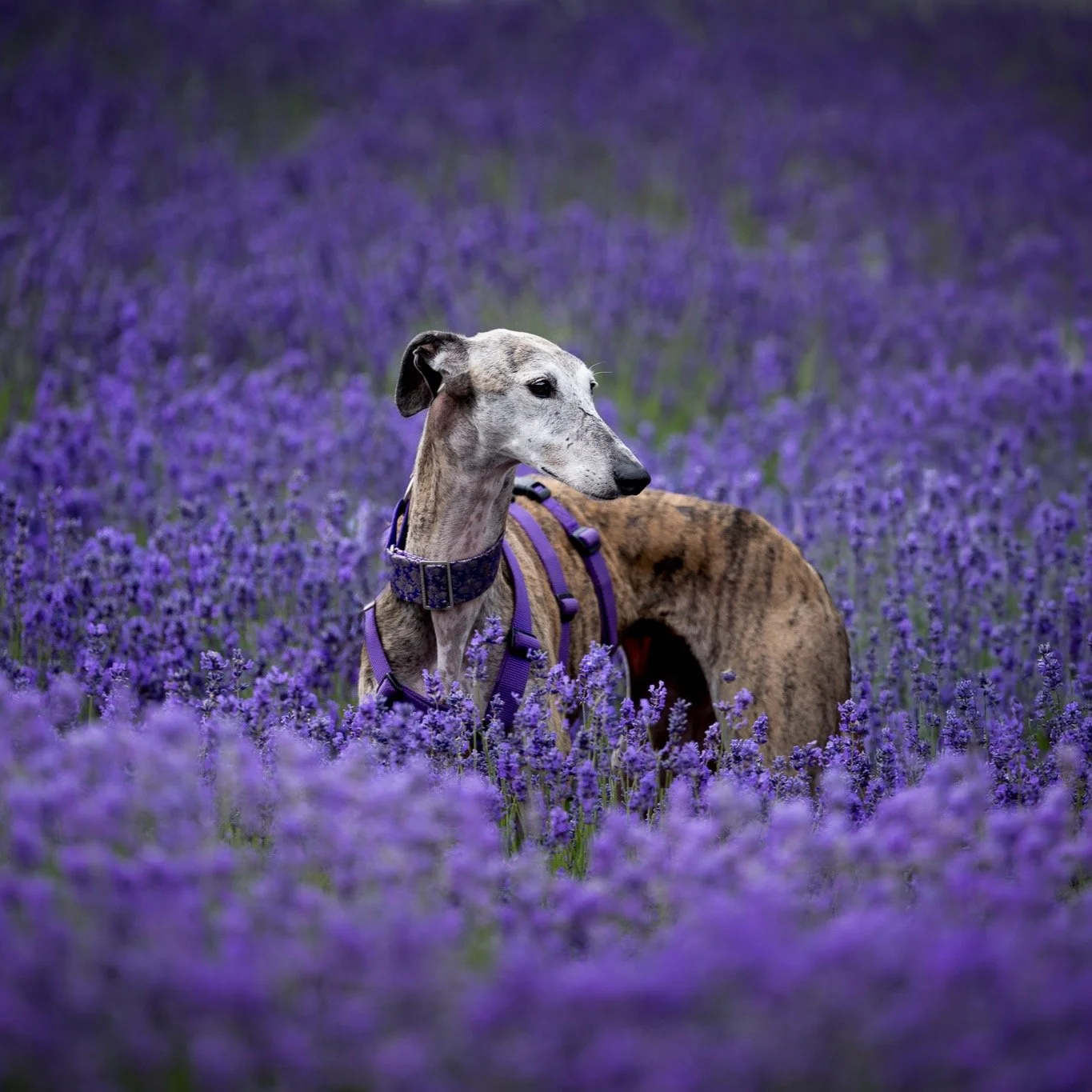I'm in the doghouse again... It's been weeks since our lovely foster galga, Milagros, went to her forever home and I completely forgot to share her news. ⁣
⁣
Anyhow today is exactly a month since she first met the man who became her forever dad (and 