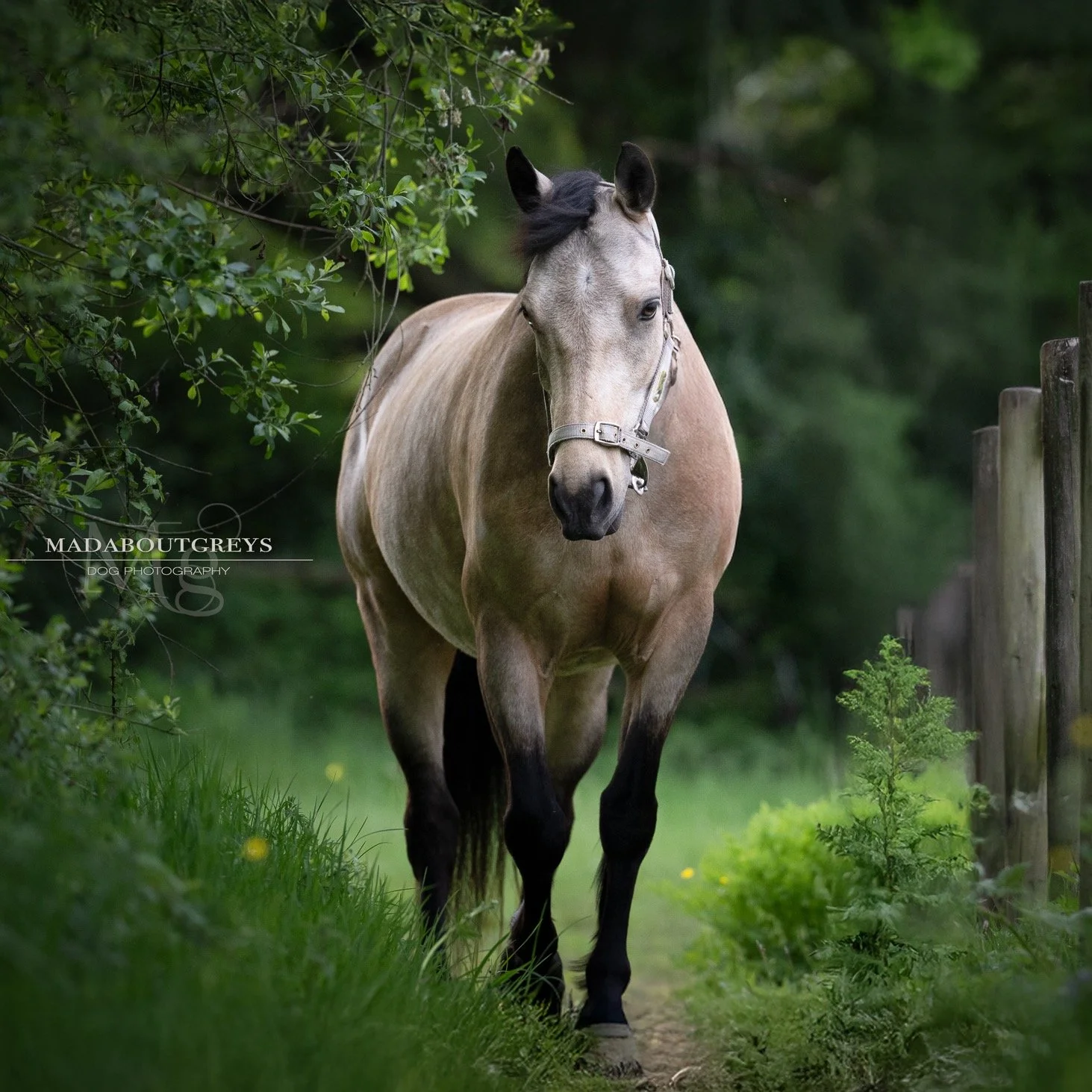 A delightful evening photographing the beautiful Molly. How lovely everything looked before the Drought of '26... #madaboutgreys #equinephotography #surreyequinephotography