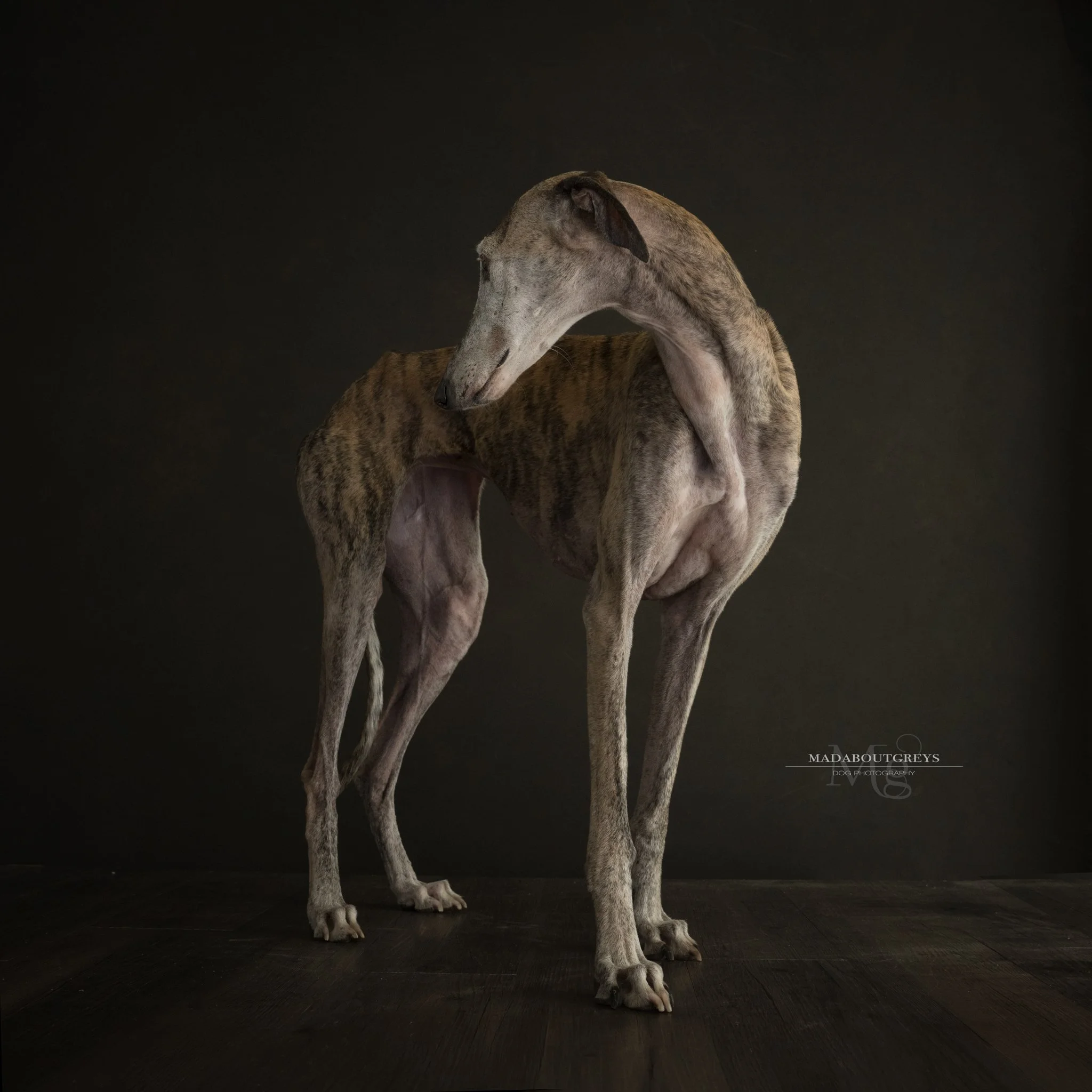 My pretty little foster galga Mimi joined me in the studio for some fun yesterday. #madaboutgreys #londondogphotographer #freethegalgo