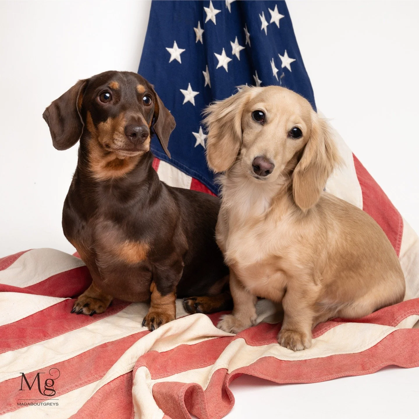 "Let us be lovers, we'll marry our fortunes together...". ⁣
⁣
Dachshunds Otis and Frankie were on the threshold of a very exciting life change when they came to see me - just days away from a move to America with their people! But their mum
