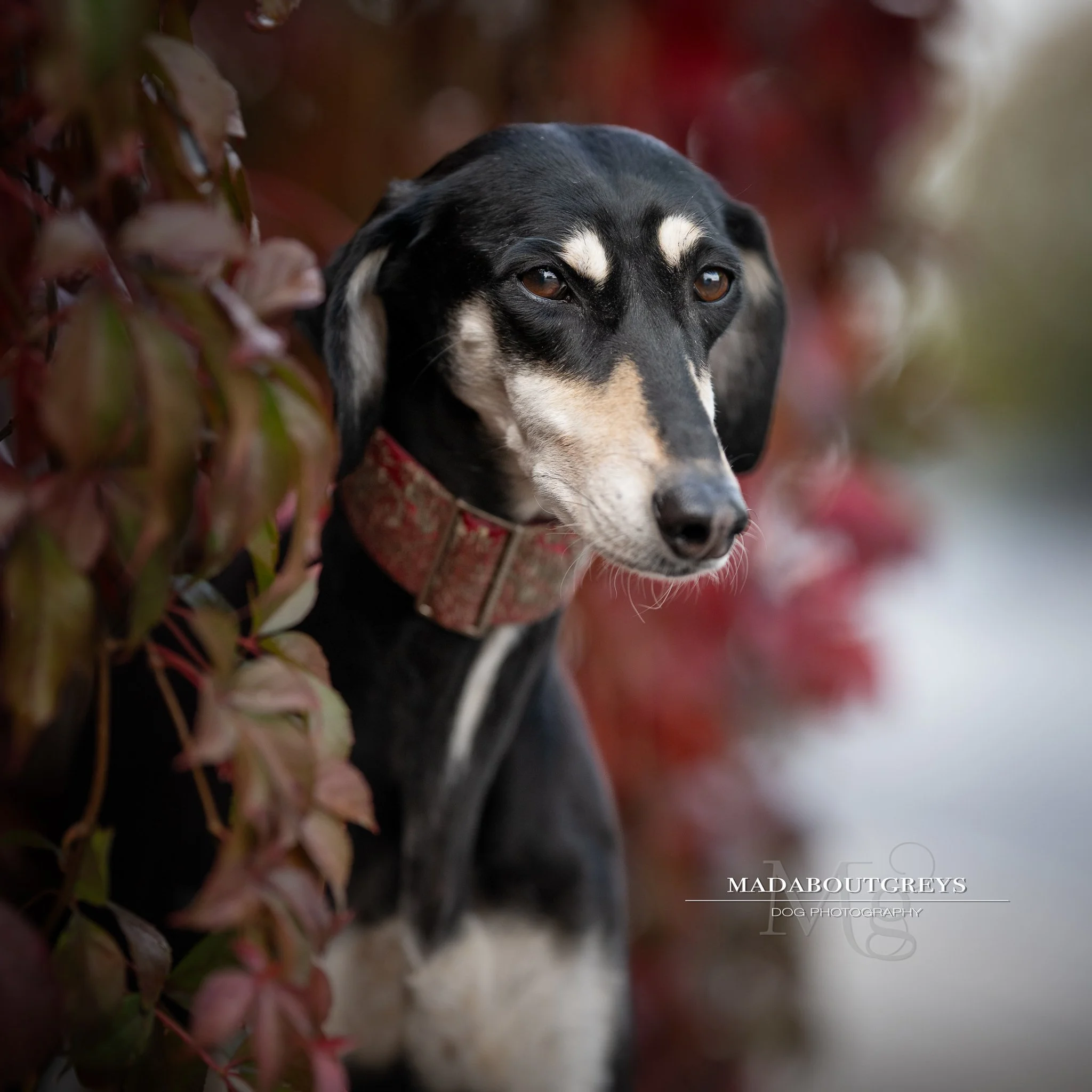 Our local railway bridge is serving up a feast of autumn colour this year! Rude not to take the opportunity... #madaboutgreys #dogsinautumn #autum2026